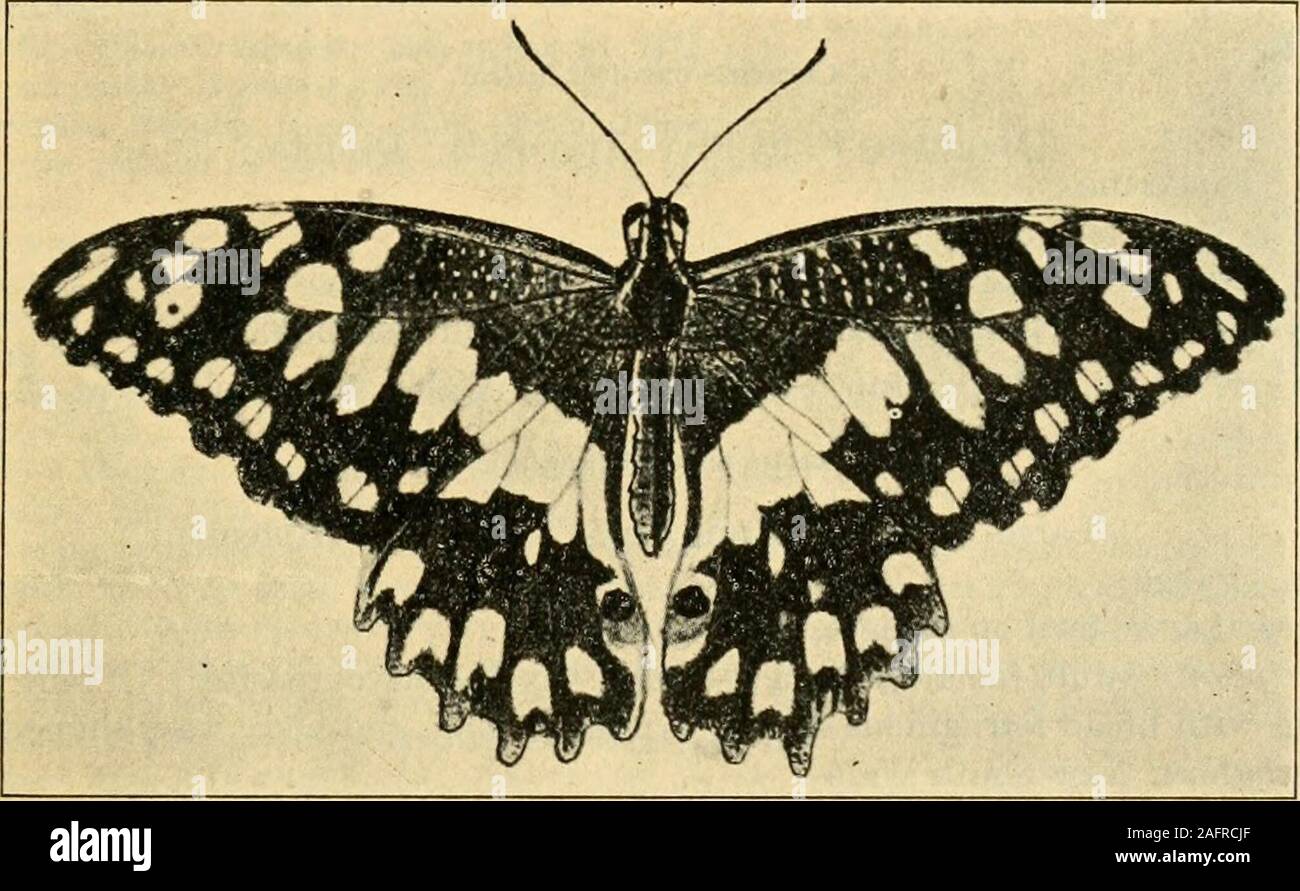 . A manual of dangerous insects likely to be introduced in the United States through importations. a. Insect Pests of the Lesser Antilles, 1912, p. 81. CITRUS INSECTS. 57 Prays citrl Miller.(Philippine Orange Moth. Hyponomeutidae; Lepidoptera.) Host: Orange, lemon, lime, mandarin, and cabuyao. Injury: Injures the blossoms of orange and lemon. Biology: Eggs deposited in the calices or peduncle of the flower; larvae upon hatch-ing bore through the inclosing parts, often destroying the calyx, pistil, and ovules;pupate within the flower and also in leaves or forks of twigs or branches. C. F. Baker Stock Photo