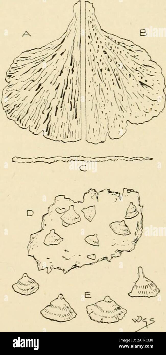 . Synopsis of the British Basidiomycetes ; a descriptive catalogue of the drawings and specimens in the Department of botany, British museum. klados, a young branch, derris, a leathern coat.) Coriaceous. Hymenium woody, radiate or rugulose with branchedribs, or narrow greatly ramified folds, persistent, at length roughenedwith warts. Horizontal and attachedby a small base behind. (Fig. 97.) Typical species of Cladodcrris re-semble Lentinus in appearance, with asquarroso-hispid pileus of the colourand texture of leather and a veinedhymenium. The species are usuallystemless, but sometimes there Stock Photo