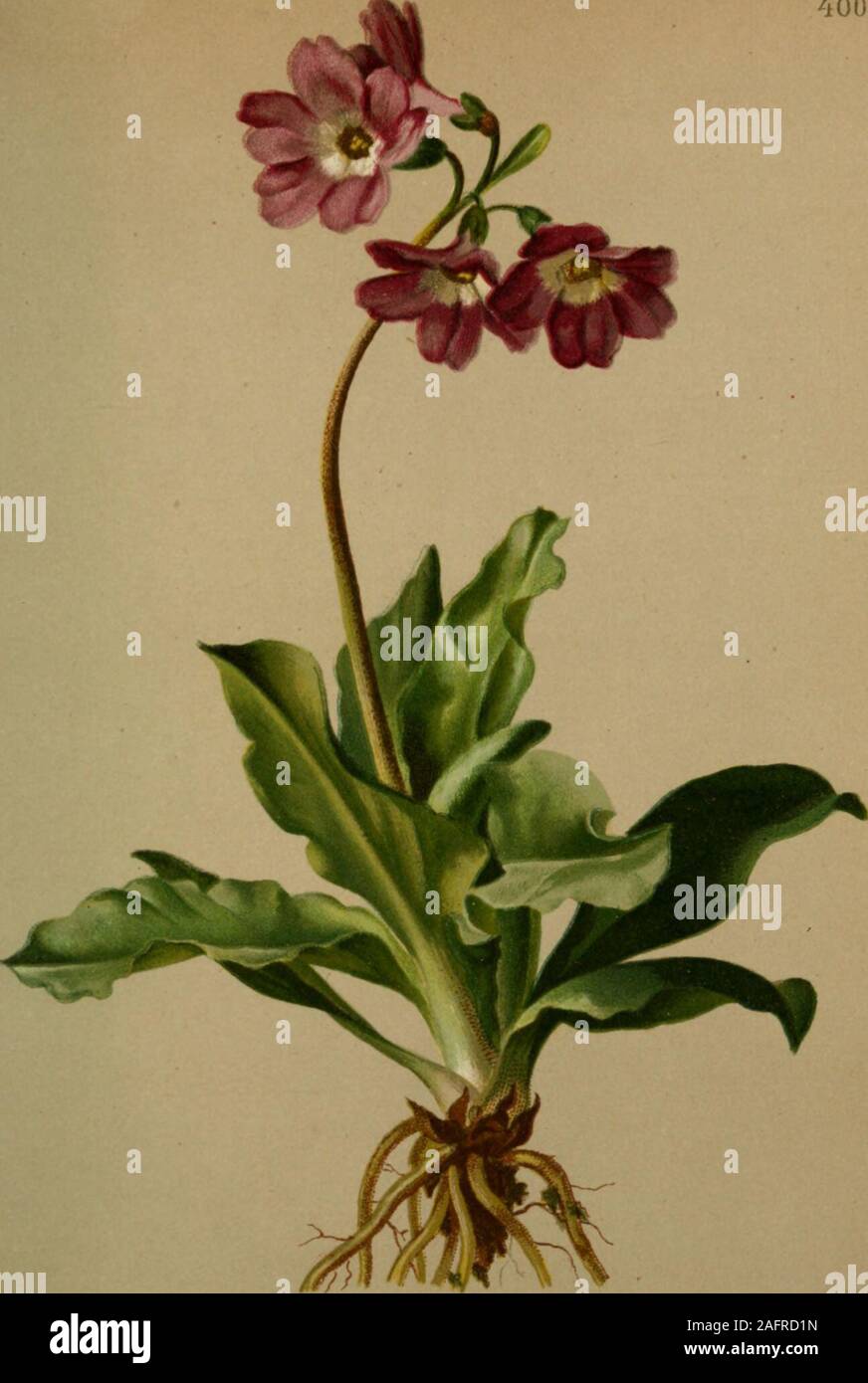 . Atlas der Alpenflora. Primula Auricula L. — Aurikel, Himmelsschlüssel. Alpenkette, auf Kalkgerölle, looo—2.^00 M. April—Mai. 400,. Primula Carniolica Jacq. — Krainischer Himmelsschlüssel. Krain, trockene Stellen, bei 1500 M. Mai, Juni. 401 Stock Photo