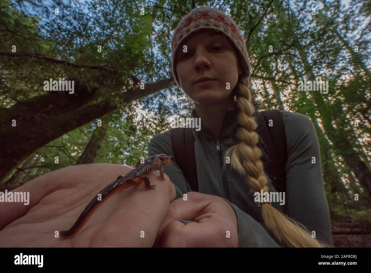 A female hiker communing with nature, holding a salamander and examining it in Marin County, California. Stock Photo