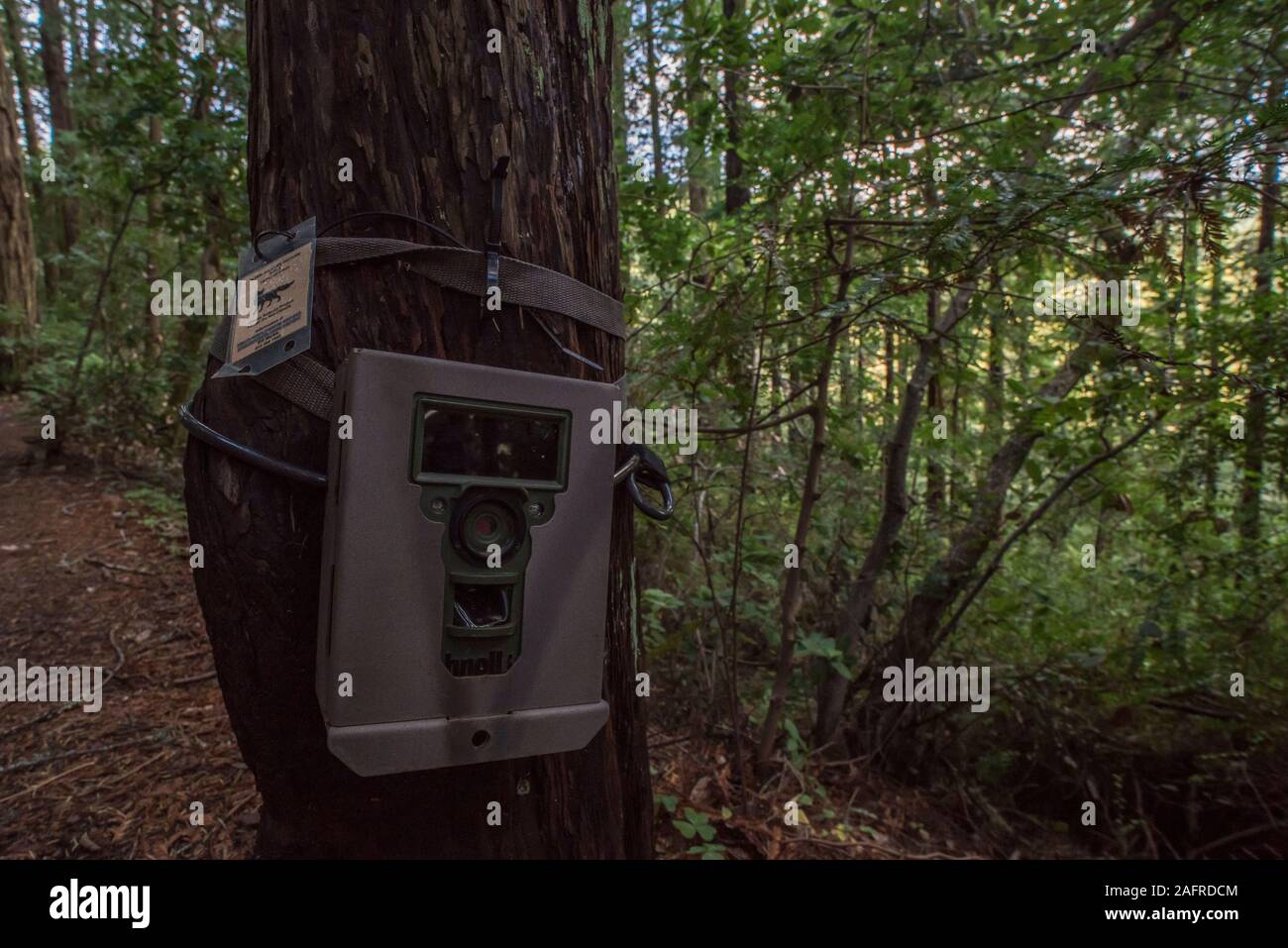 A remote camera trap set up to monitor wildlife in the forest on a trail in California, USA. Stock Photo