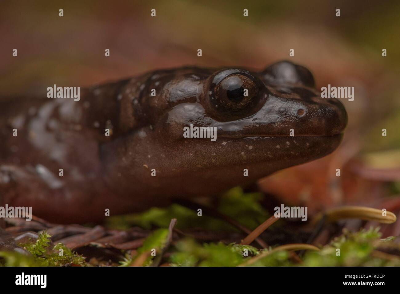 California giant salamander (Dicamptodon ensatus) from the redwood