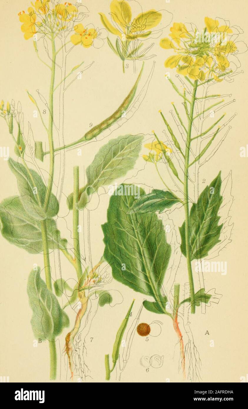 brassica  campestris Brassica campestris - Wikidata