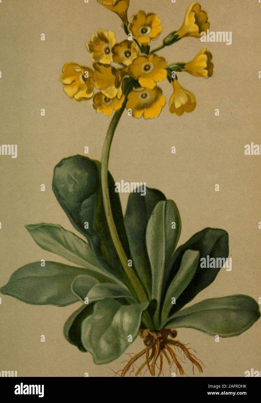 . Atlas der Alpenflora. Primula longiflora L. — Langblumiger Himmeisschlüssel. Schweiz bis Ober-Üesterreich, Wiesen, 1600—aooo M. auf Urgestein. Juni, Juli. 399.. Primula Auricula L. — Aurikel, Himmelsschlüssel. Alpenkette, auf Kalkgerölle, looo—2.^00 M. April—Mai. 400, Stock Photo