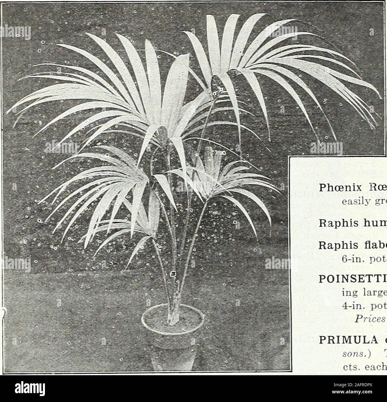 . Farquhar's autumn catalogue : 1921. Asplenium nidus-avis. (Birds Nest Fern.) Erica Wilmoreana. canariensis. A desirable Spring-flowering plant, producing fragrant, bright golden-yellow flowers in great pro-fusion. Plants in 5-in. pots, $1.25 each; $12.00 per doz. ISOLEPIS. gracilis. A useful foliage plant for vases, baskets or the window garden. Strong plants, 50 cts. each; $5.00per doz. JASMINUM. officinalis. Lovely white flowers. $1.00 each; $10.00 per doz. primulinum. A magnificent species with large, bright yellow flowers, produced in great profusion, during theentire Winter. Plants in 5 Stock Photo