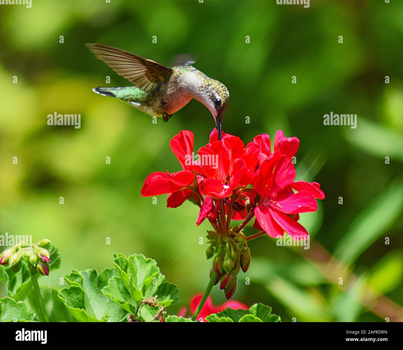Hummingbird in Flight Sipping Nectar Stock Photo