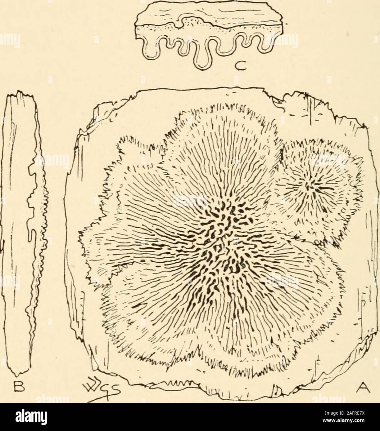 . Synopsis of the British Basidiomycetes ; a descriptive catalogue of the drawings and specimens in the Department of botany, British museum. nd, varied,entire, sometimes crested, white to sienna-white.Chiefly on bark, rarely underneath, sometimes on birch. Nov.-Mar. 5§ in. RaJulum aterrimum Fr. is not a Basidiomycete but apparently one of theDci)iatic(C Under the microscope the appearance is that of conceptaclesof Rhizoctonia crocoritm, but it bears 1-4-septate brown spores afterthe manner of Cladosporium ; the fruiting branches are compacted togetherand take the form of short, obtuse teeth, Stock Photo