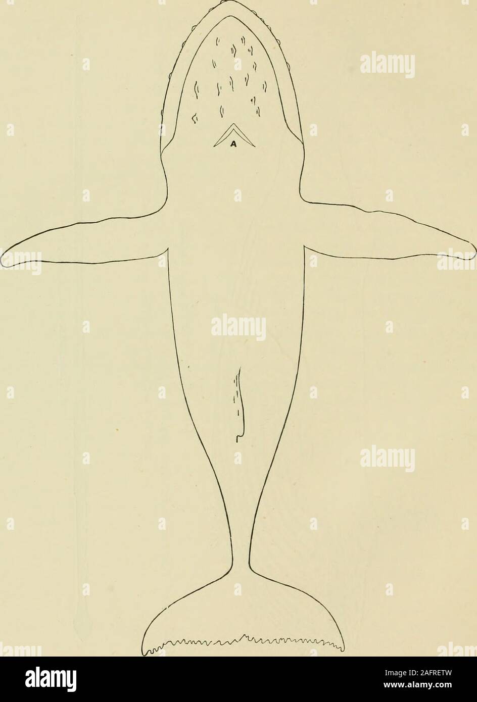 . The marine mammals of the north-western coast of North America, described and illustrated; together with an account of the American whale-fishery. ?5 &lt;5 •3 8 §^ O&lt; ffl Ph ^ 42 ^ 0 k ^ Si w ?si « •^ a ^ ?J h k £3 *s Ck ?^J 3 -2 8 5a a. 2 o 0 a DC &lt; i az&lt; £ 48 MARINE MAMMALS OF THE NORTH-WESTERN COAST.. PUTLINES OF A HuMPBACK, FROM ABOVE. n & Stock Photo