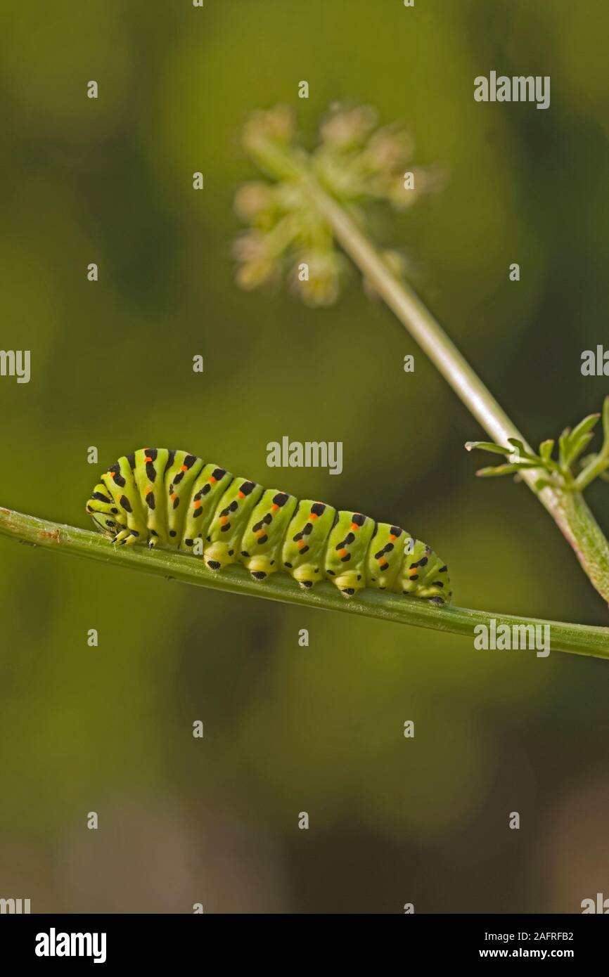 SWALLOWTAIL BUTTERFLY caterpillar (Papillio machaon britannicus). Feeding on Milk Parsley (Peucedanum palustre). Hickling Broad National Nature Reserv Stock Photo