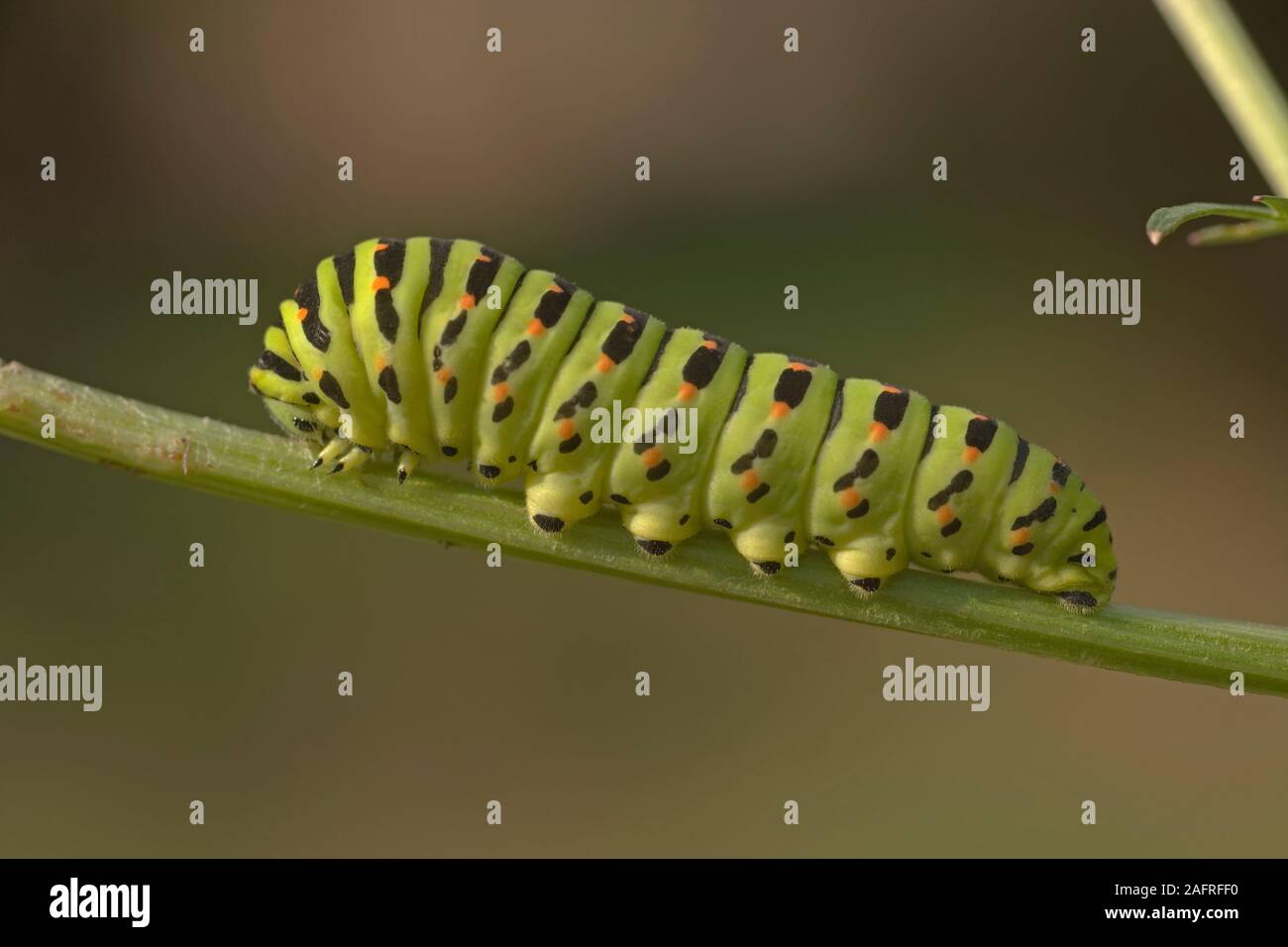 SWALLOWTAIL BUTTERFLY caterpillar (Papillio machaon britannicus), on a stem of Milk Parsley (Peucedanum palustre). Hickling Broad National Nature Rese Stock Photo