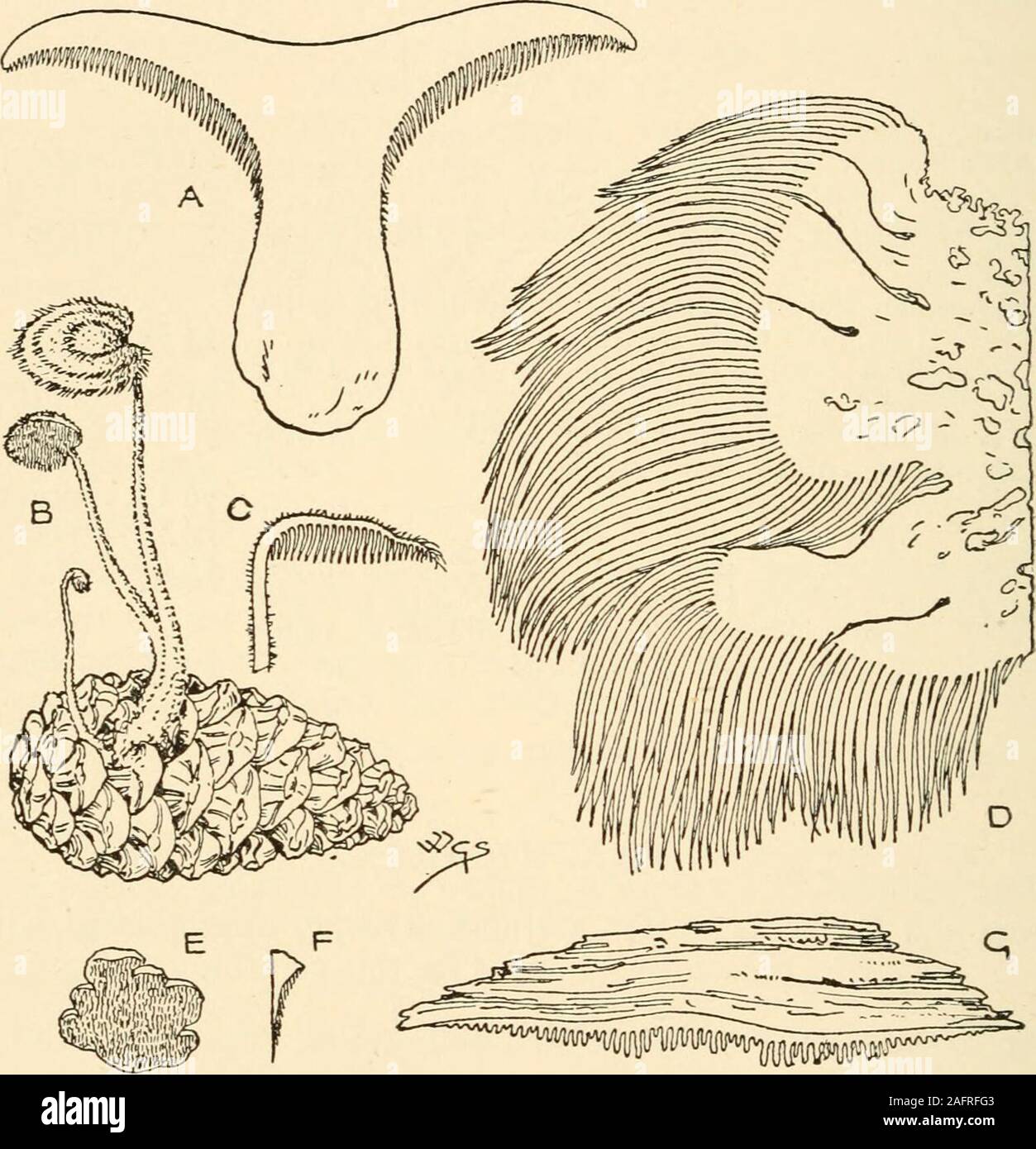 . Synopsis of the British Basidiomycetes ; a descriptive catalogue of the drawings and specimens in the Department of botany, British museum. usually distant bristles. Subiculum nearly obsolete 79 Mucronella. LXX. HYDNUM L. (From the Greek name for a truffle, Aydnon, appropriated without reason by Linnaaus for this genus.) Hymenium inferior in the first four series, superior in the fifth.Spines awl-shaped, acute, distinct at the base. (Fig. 85.) Species 1687—1745 Mesopod^e. Stem central. Terrestrial, chiefly in pine woods. a. Carnosce. Pileus fleshy, somewhat fragile, stem solid.Mostly edible. Stock Photo