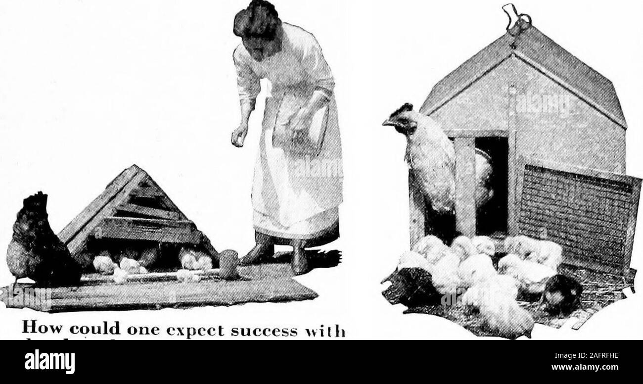 . Poultry for the farm and home. Grass is good for chicks when it is dry, but keep them pennedup in the morning while the dew is on and get them in when big.rainstorms are coming up. If chicks are caught in a storm and get nearlydrowned, bring them in where there is heat, dip each in warm water,and keep them in a warm place until they revive. SO PROVIDE GOOD BROOD COOPS. How could one expect success willisuch a brood coop? Isnt it a shameto ask any woman 1o use such poorequipment? Rat-proof but hot in thesummer. If used then, putit in a shady place. Stock Photo