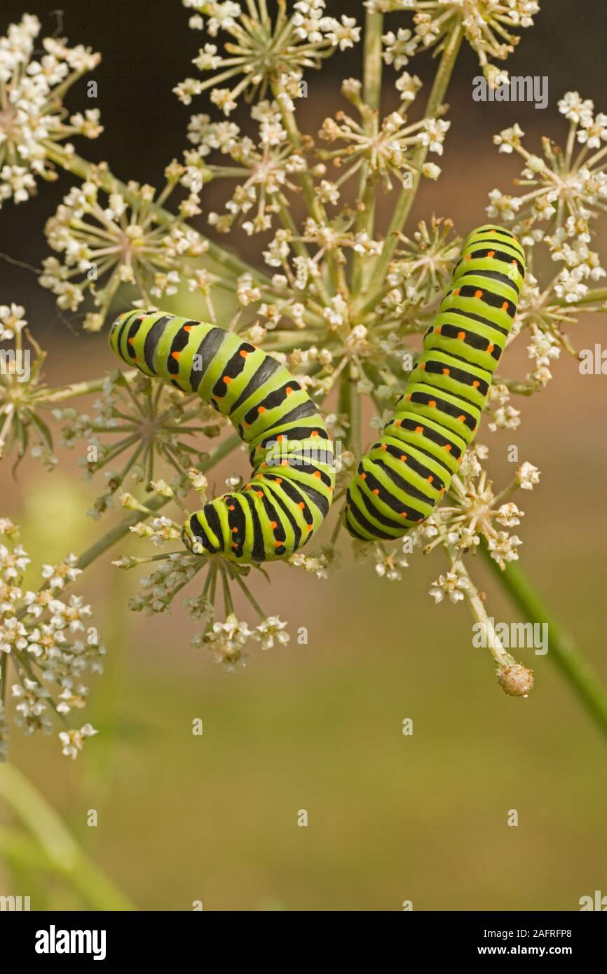 SWALLOWTAIL BUTTERFLY (Papillio machaon britannicus), Caterpillars feeding on flowers Milk Parsley (Peucedanum palustre). Hickling Broad NNR. England Stock Photo