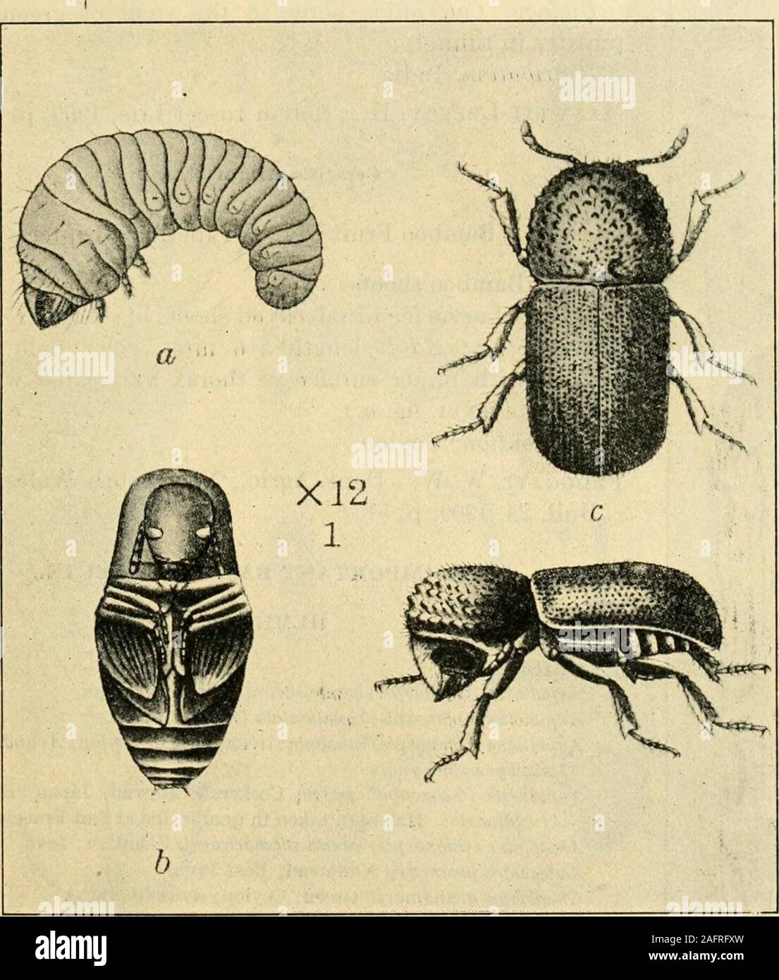 . A manual of dangerous insects likely to be introduced in the United States through importations. offee.) COLEOPTERA.Bostryohldaj. Apate monachus Fabricius; Africa, West Indies. (See Citrus.) Brachyrhinldae. Diaprepes abbreviatus Liimaeus; West Indies. (See Sugar cane.) Calandridae. &gt;K Caulophilus latinasus Say; Florida, probably imported; bores in seed. DIPTERA.Trypetidae. Ceratitis capitata Wiedemann; attacks Persea persea. (See Fruit.) BAMBOO INSECTS. 31 BAMBOO. {Bamhusa spp.; Dendrocalamus strictus, etc.; Arundinaria spp.; Cephalostachyumpergradle; Melocanna bambusioides; Phyllostachys Stock Photo