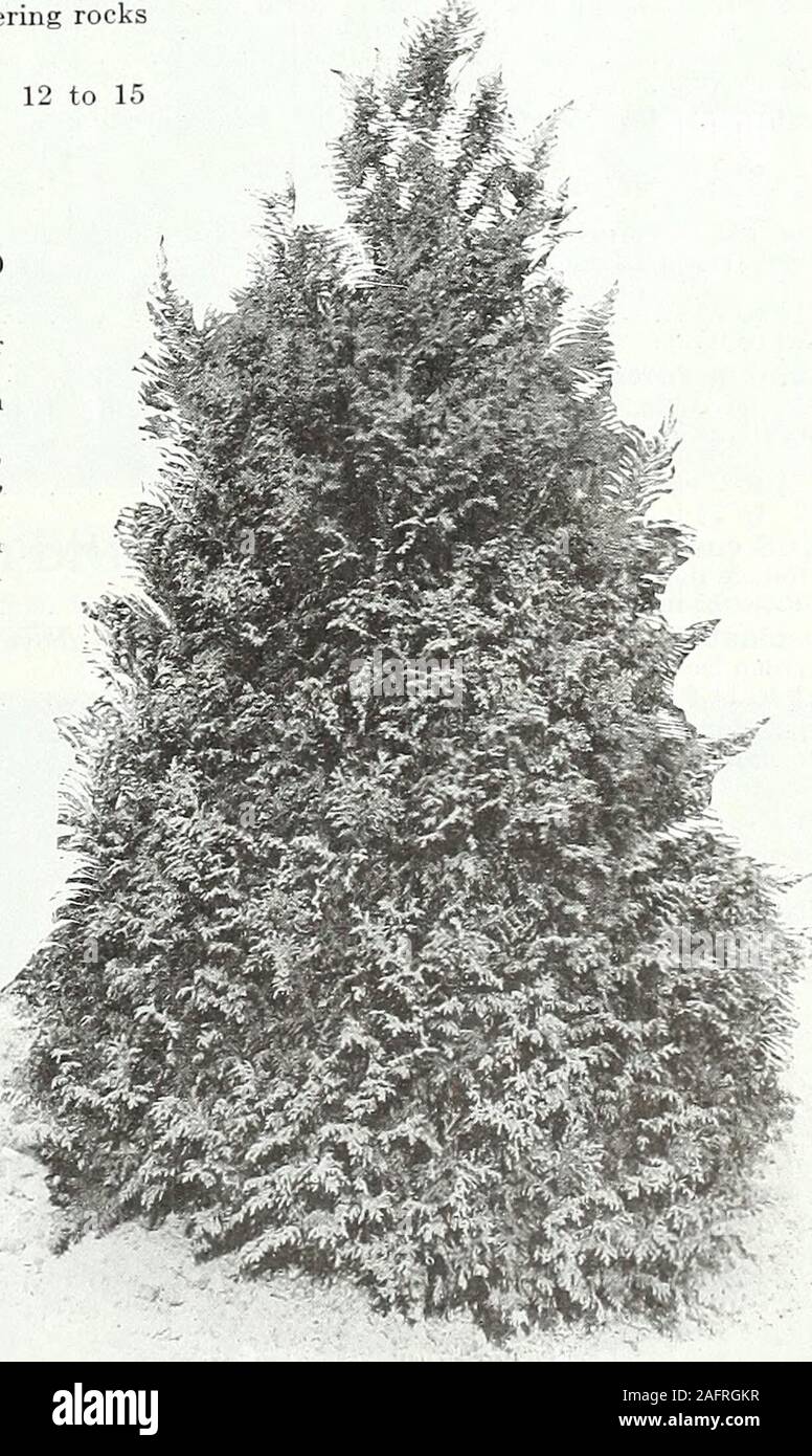 . Farquhar's autumn catalogue : 1921. (Norway Spruce.) This familiar Spruce is more extensively grown than anyof the others. Very hardy and useful for forming hedges or wind breaks. Each Doz.3ito4ft 2.50 $27.00 4 to 5 ft 3.50 39.00 excelsa var. pygmsea. (Dwarf Spruce.) A very dwarf variety of slow growth,forming dense, compact plants; very ornamental. 12 to 18 in., $5.00 each. pungens. (Colorado Spruce.) The original form of the Colorado Spruce; foliagelight green. Very hardy. 3 to 4 ft., $5.00 each. pungens glauca Kosteriana. The finest form of Colorado Blue Spruce. Veryornamental and invalua Stock Photo