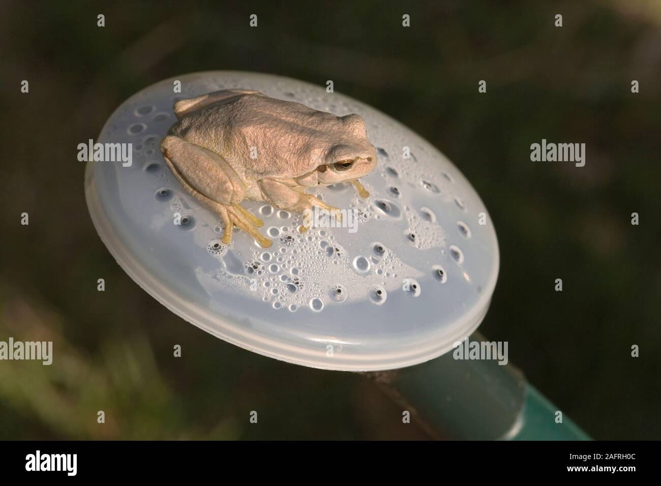 Frogs can change to darker or lighter colour color hires stock
