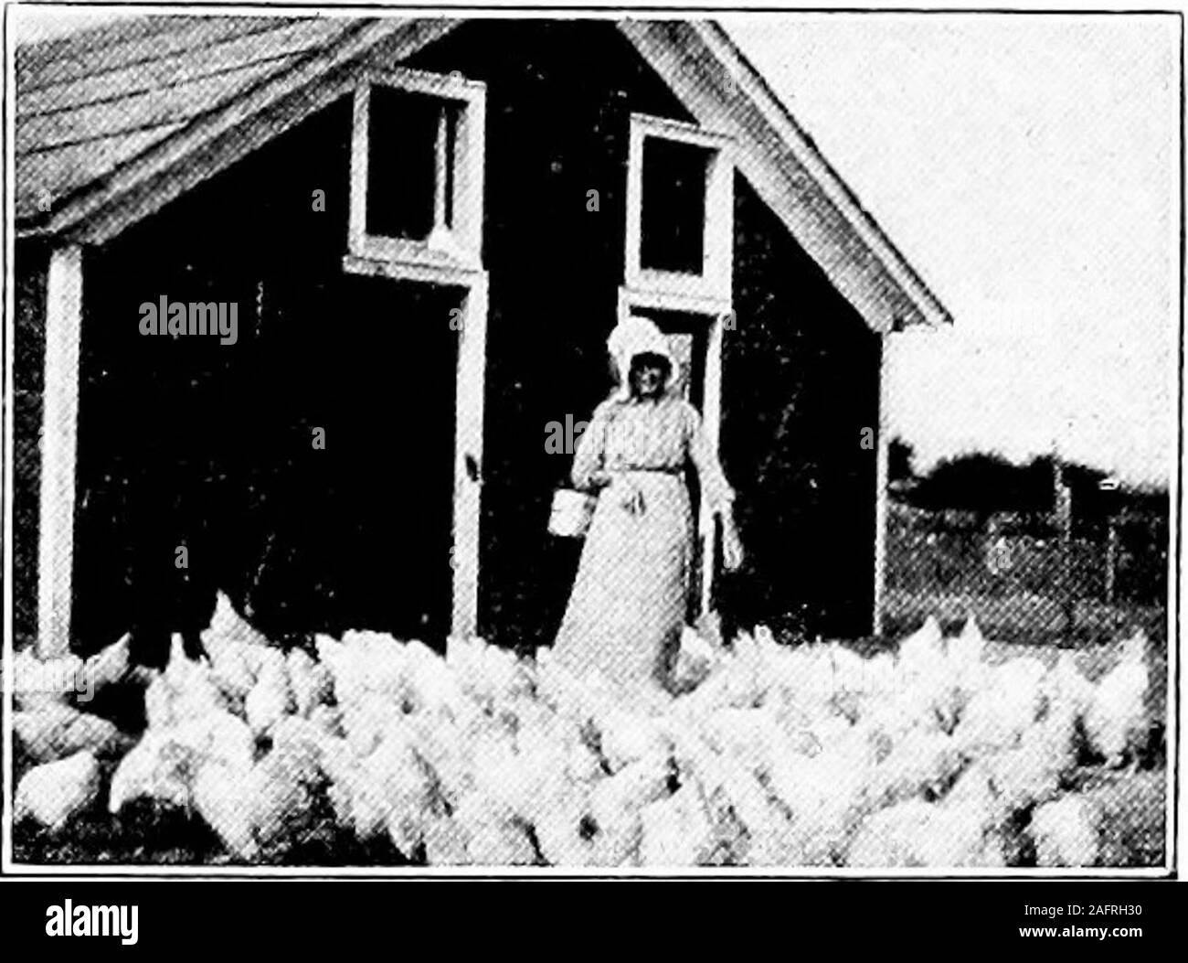 . Poultry for the farm and home. ix weeks oflaying to fade the color from the beak and about six weeks of leslto bring it back. The beak, head, and vent changes, taken in connection with thecondition of the molt, give a very accurate idea of when a henstopped laying or whether or not she is laying at the present time. No one point alone can be used as a basis. Each point must bechecked up against the others. DONT CULL A HEN BECAUSE OF AGE Dont get rid of a hen because of her age. If she lays weJl thefirst year she should be kept as a breeder. The more cullings shesurvives the better. It is pro Stock Photo