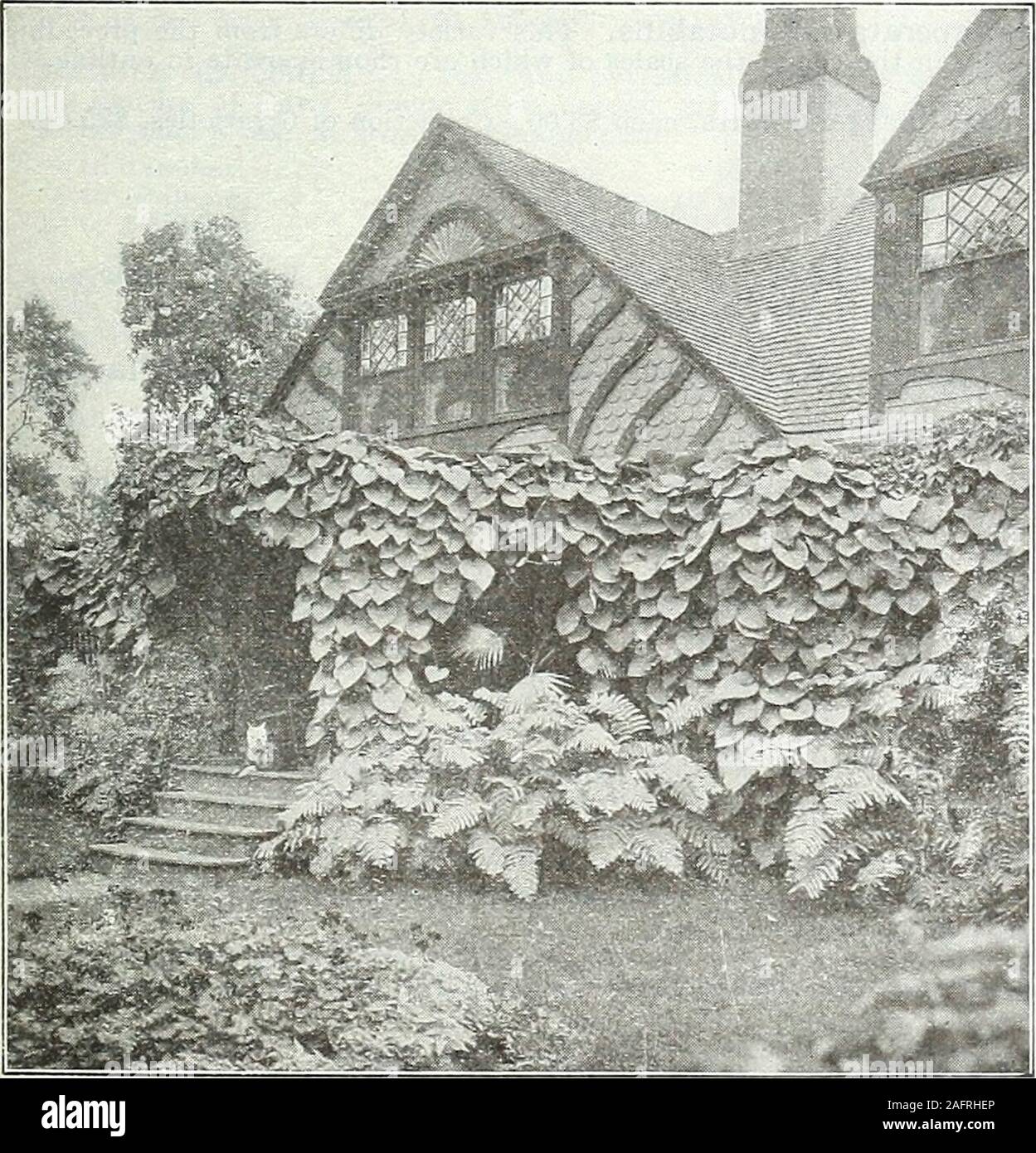 . Farquhar's autumn catalogue : 1921. m Ibota.) Very hardy and ornamental, de-sirable for partial shade, should be closely trimmed for three or fouryears, if compact form is desired. Doz. 1001 to lift. S2.50 $16.00 HARDY CLIMBING AND CREEPING VINES. ACTINIDIA arguta. Dark green, shining foliage and white flowers.Excellent for arbors, trellises, etc. $1.25 each; $12.00 per doz. AKEBIA quinata. Rich green, clover-like foliage and pendulous clustersof dark purple flowers. 75 cts. each; $7.50 per doz. AMPELOPSIS quinquefolia. (Virginia Creeper, or Common Woodbine.)50 cts. each; $5.00 per doz.; $35 Stock Photo