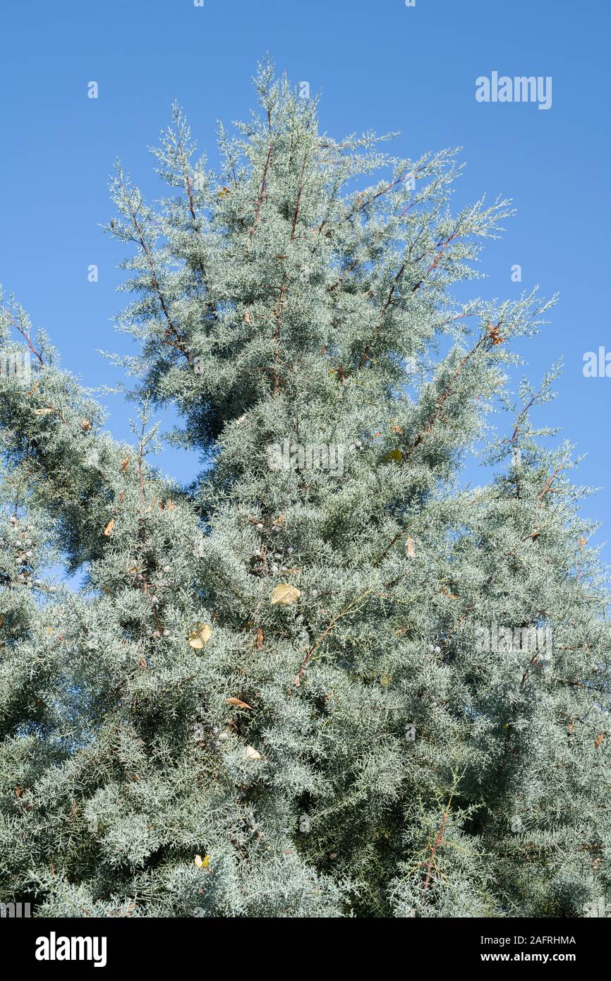 Cupressus arizonica var. glabra 'Blue Ice'. Smooth Arizona cypress 'Blue Ice' tree at RHS Wisley Gardens, Surrey, England Stock Photo