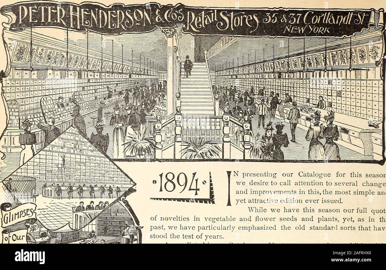 . Manual of everything for the garden : 1894. s 142,146 Phoenix .Hi Phrynium .125 Pilogyne 146 Pinks 143 Pittosporum 146 Platycodon 146 Plumbago 143 Poinsettia 146 Polemonium 146 Primula.. , 145 Primrose 143 Privet 148 Prunus 148 Pulmonaria 146 Pyrethrum 137, 146 Pyrus Japonica 148 Raspberries 152 Rhododendrons 148 Rhubarb 152 Ribes 148 Roses 103 to 116 Rubber Plant 144 Rudbeckia 146 Salvias 145 Sambucus 148 Schizophragma 147 Seaforthia 144 Sedums 146 Segar Plant 146 Selaginella 146 Smilax 145- Snowball... 148 Solanum 145 Spiraea 146,148 Stevia 146 Stocks 146 Strawberries 149,150 Succulent Pla Stock Photo