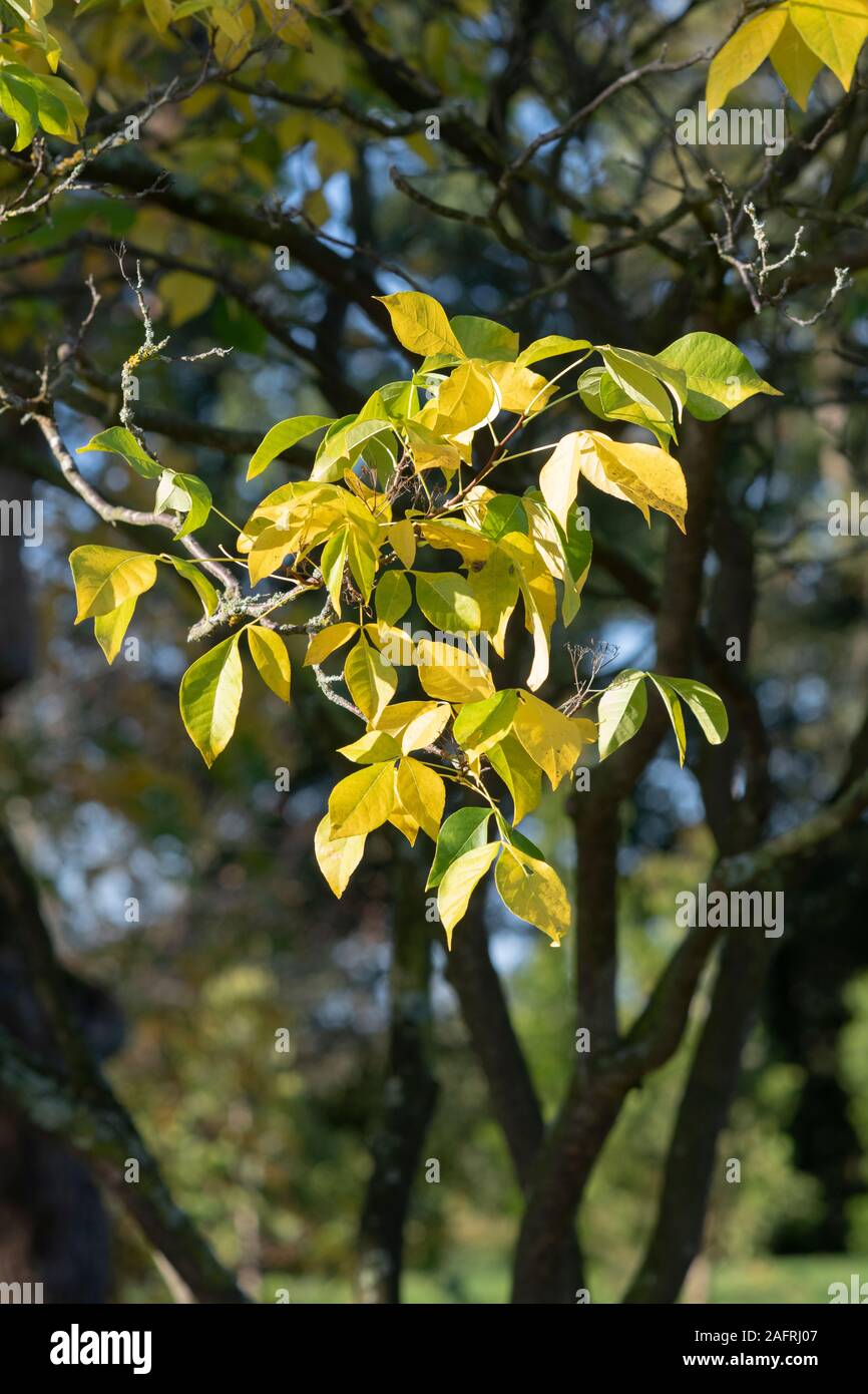 Ptelea trifoliata 'Aurea'. Golden stinking ash shrub foliage in autumn Stock Photo