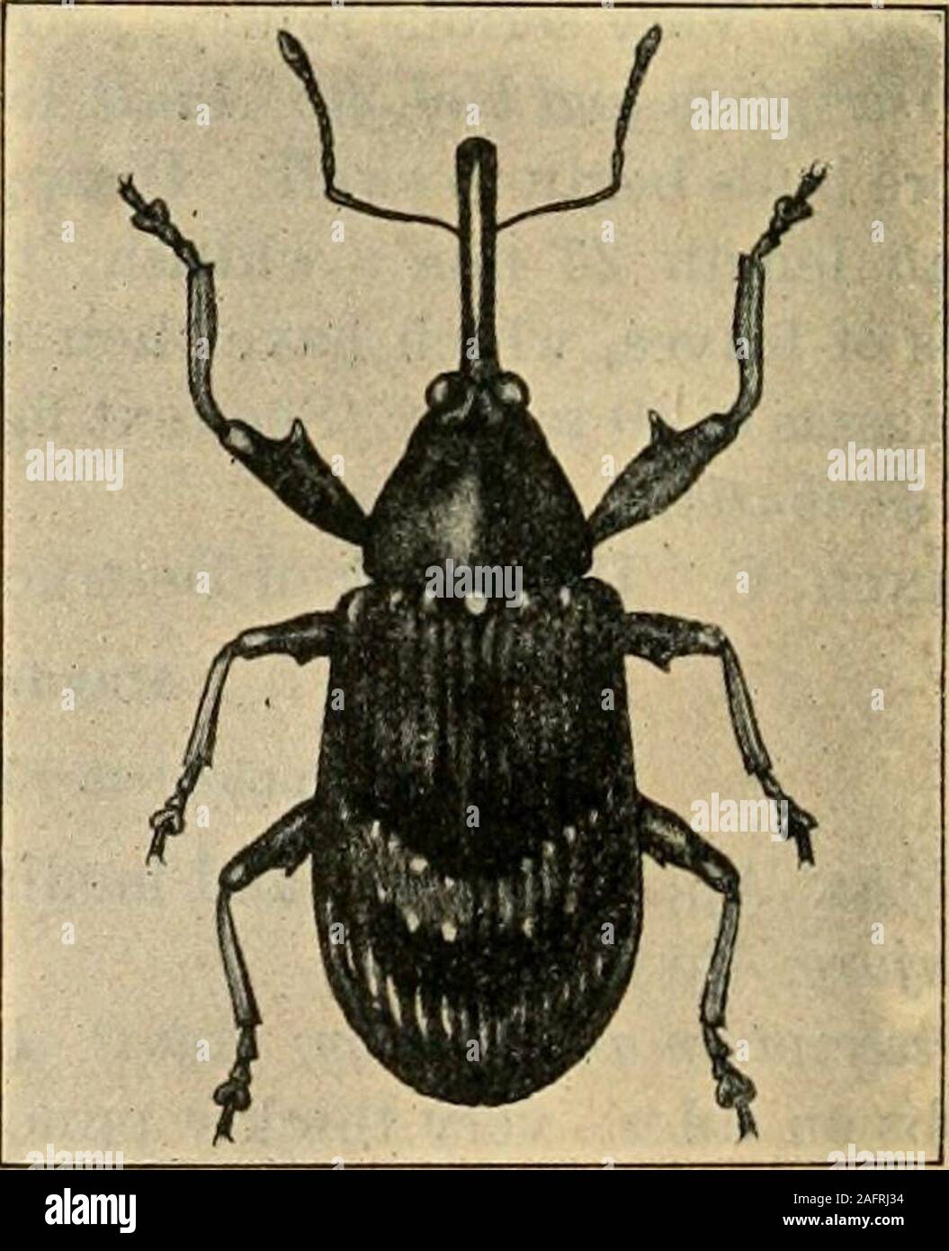 . A manual of dangerous insects likely to be introduced in the United States through importations. a b Fig. 7.—Work of apple weevils: a, Apple buds injured by Anthonomus pomorum (Henschel);^6, appl«root tunneled by Leptops hopei (French). Anthonomus pomorum Linnaeus.(Apple-blossom Weevil. Curculionidae; Coleoptera.) Host: Apple, pear. Injury: Often very destructive to apple.Larva injurious to buds and blossoms; adultfeeds on leaves. Description and biology: Adult length 3 to4 mm.; pitch black or fuscous black, withashy pubescence; most easily recognized bypale V-shaped mark on elytra. Appear i Stock Photo
