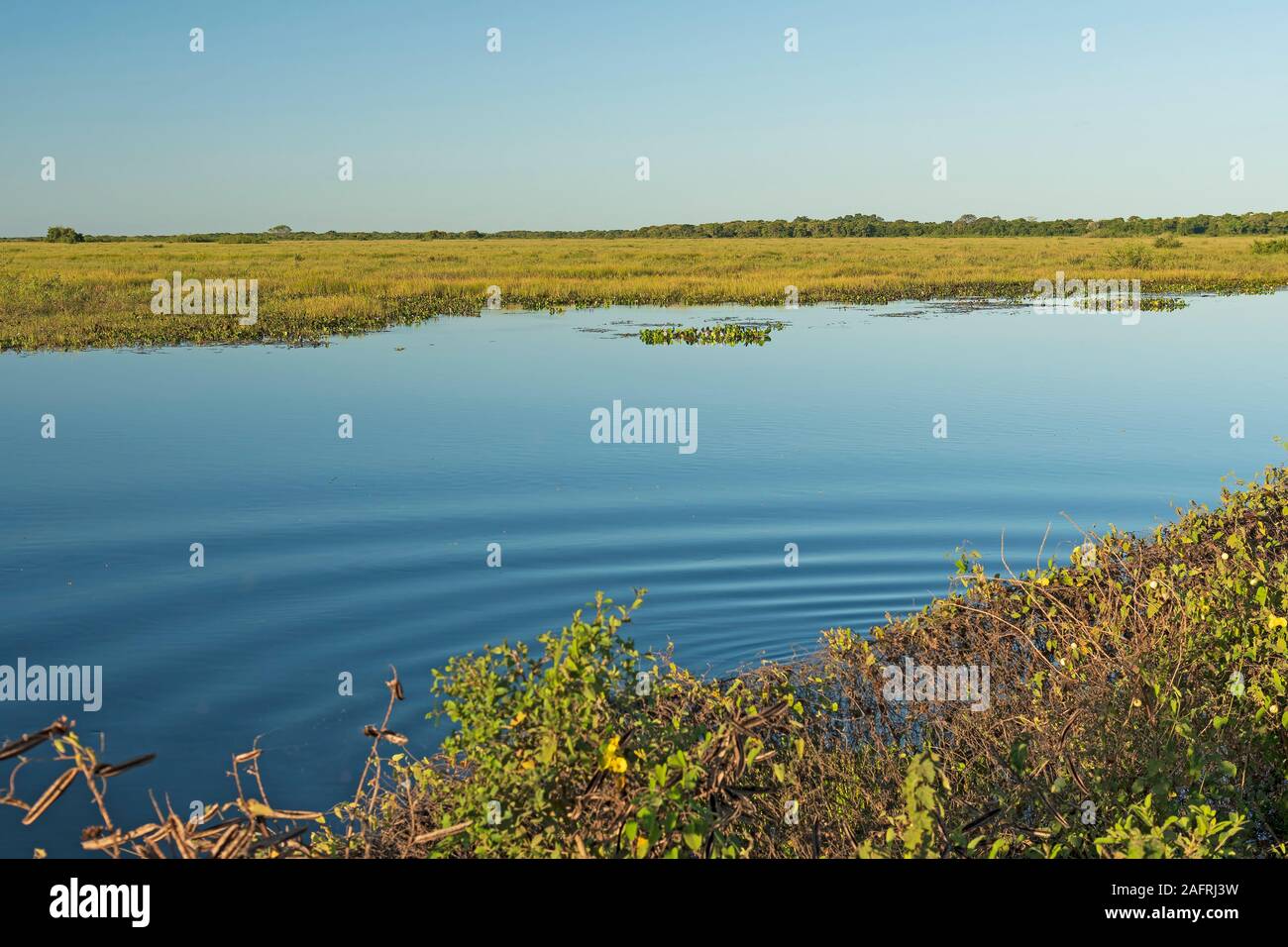 Calm pond in the Wet Season in the Pantanal in Brazil Stock Photo