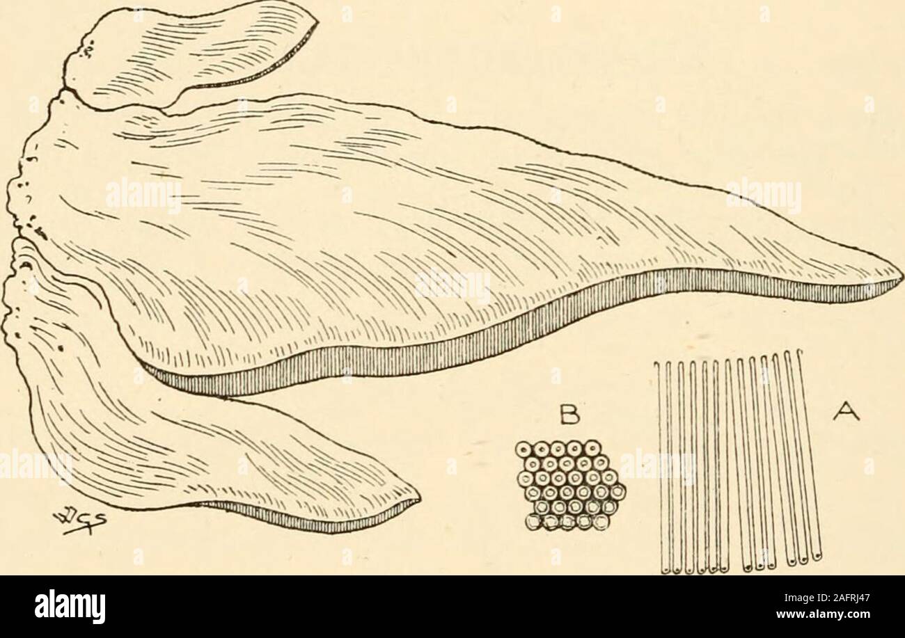 . Synopsis of the British Basidiomycetes ; a descriptive catalogue of the drawings and specimens in the Department of botany, British museum. third natural size. broken into scales, hymenophore continuous and homogeneous withthe stem. Stem solid. Tubes very large, anastomosing. (Fig. 74.) 332 POLYPORACE.E Strobilomyces 1516. S. strobilaeeus Berk, (from the top of the pileus, clad withpine-cone-like scales; Gr. strobilos, a pine cone) a b c.P. globose to pulvinate, broken into large thick scales; sc. darkumber on a pale greyish ground. St. clavate, sulcato-reticulateabove, coarsely fibrillose, Stock Photo