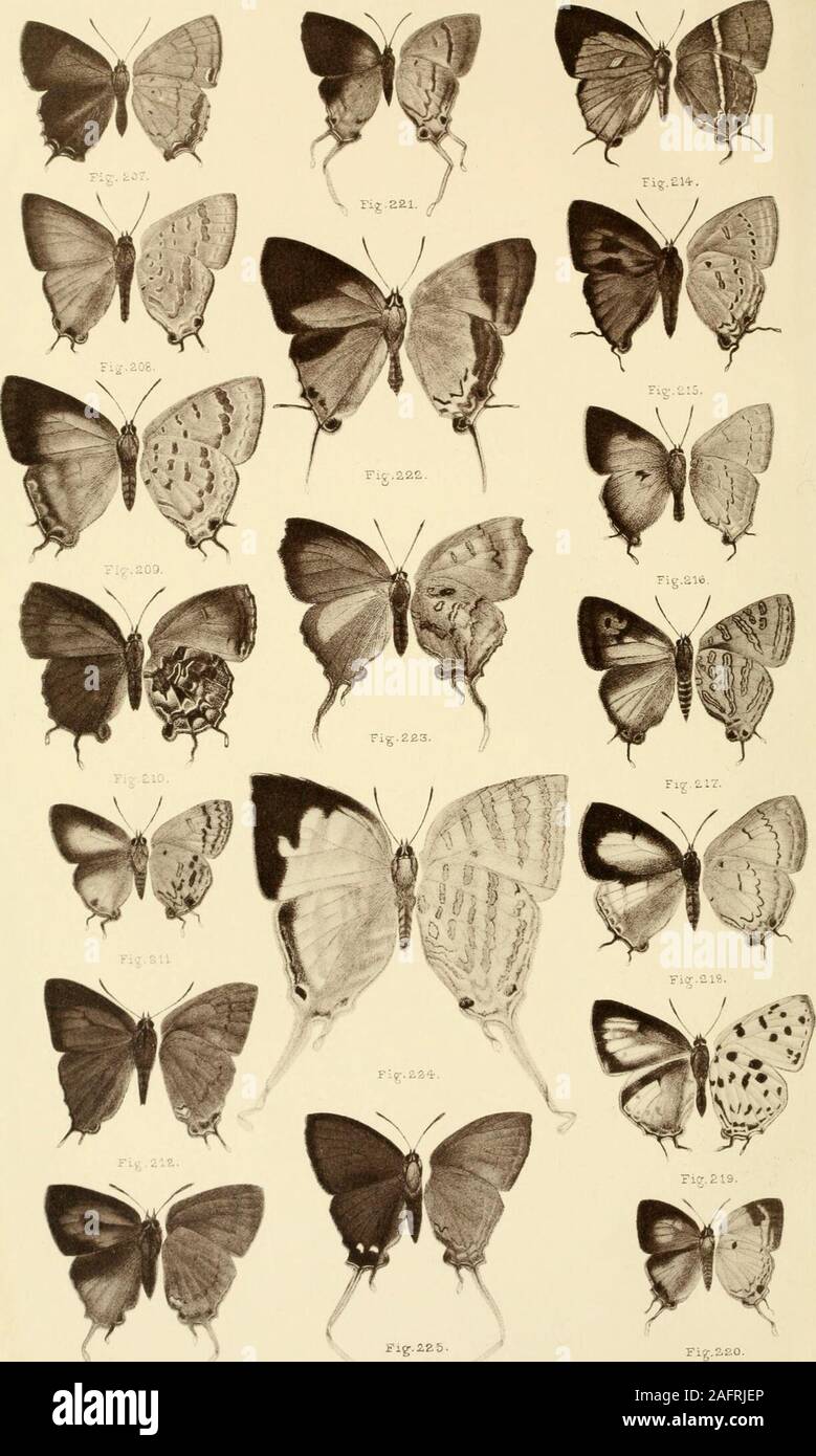 . The butterflies of India, Burmah and Ceylon. A descriptive handbook of all the known species of rhopalocerous Lepidoptera inhabiting that region, with notices of allied species occurring in the neighbouring countries along the border; with numerous illustrations. atochtysops pandava, Horsfield (wet-season form), female 183 „ 188. „ „ „ (dry. „ „ ), female 184 „ 189. Tat-ucus venosus^Mooxt, m?LQ 193 „ 190, Po/yommatus batuus,Jinxxis,xm.Q 204 „ 191. Amblypodia anita^ Hewitson, female 2ii „ 192. Iraota timoleon, ^.o vaaXo. 215 » 193- » » » female 215 „ 194. Sur^ndra quercetorum, Mooxt., Stock Photo