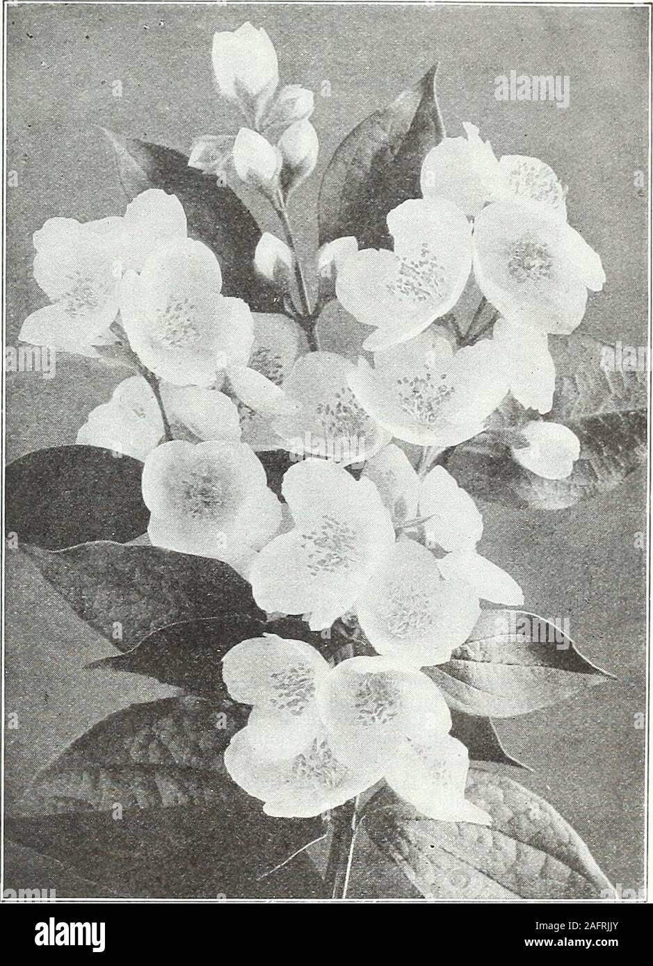 . Farquhar's autumn catalogue : 1921. Lonicera Tatarica. Tatarian Honeysuckle. Philadelphus coronarius grandiflorus. Syring-a. RHUS cotinus. (PurpleFringe.) (SmokeBush.) A tall shrub, bearing Doz.masses of misty smoke-colored flowers in June. 60 cts. each . $6.00 typhina laeiniata. (Fem-hared Staghom Sumach.) An efiectiveshrub with delicate fern-like foliage; very brilliant in the Autumn.75 cts. each 7.50 SAMBUCUSaurea. (GoldenElder.) 60 cts. each 6.00 canadensis. (Common Elder.) Flat heads of white flowers in Jureand reddish-purple berries in Fall. Thrives best in damp soil60 cts. each 6,00 c Stock Photo