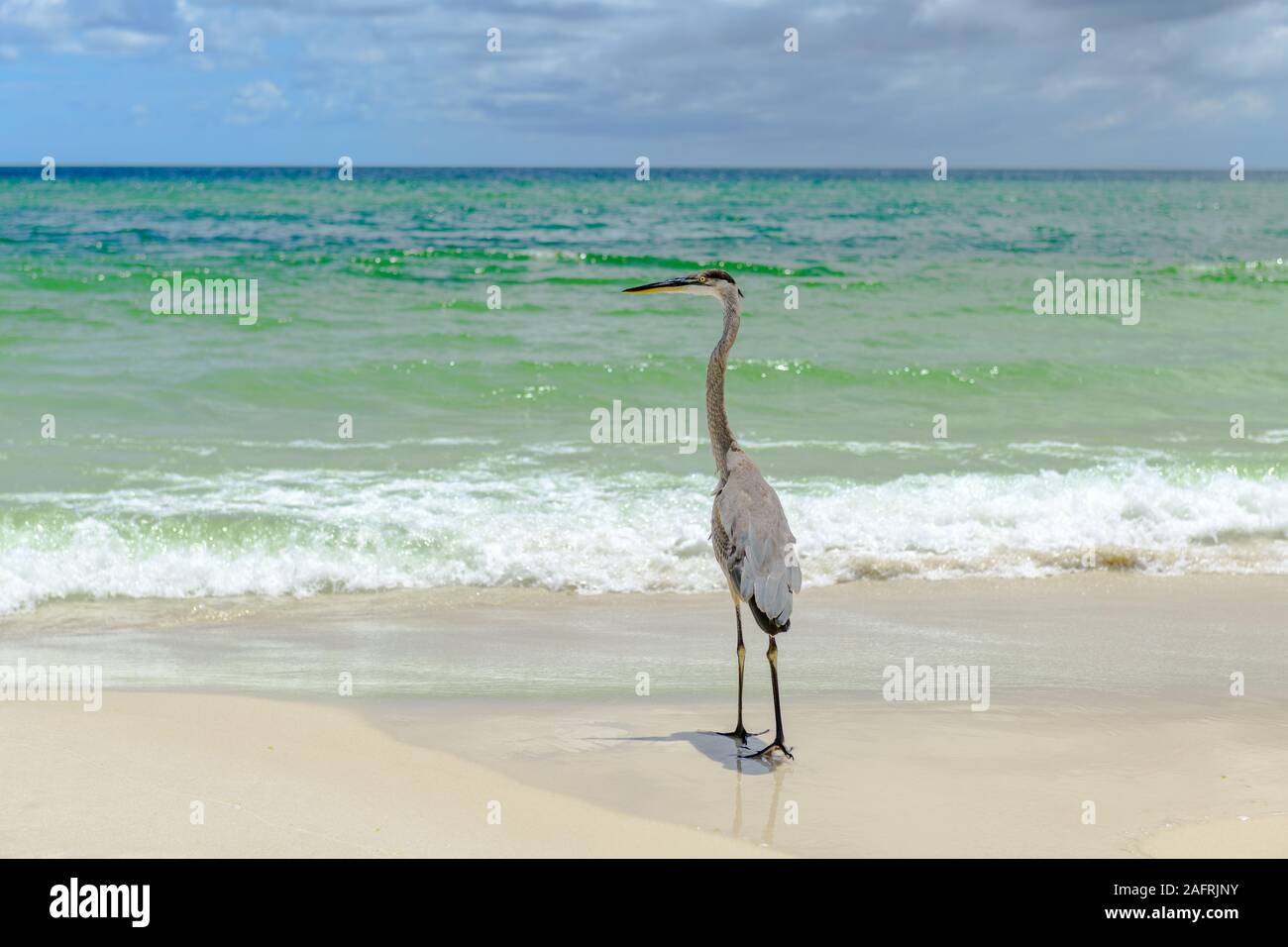 Great Blue Heron (Ardea herodias) walking on seashore Stock Photo