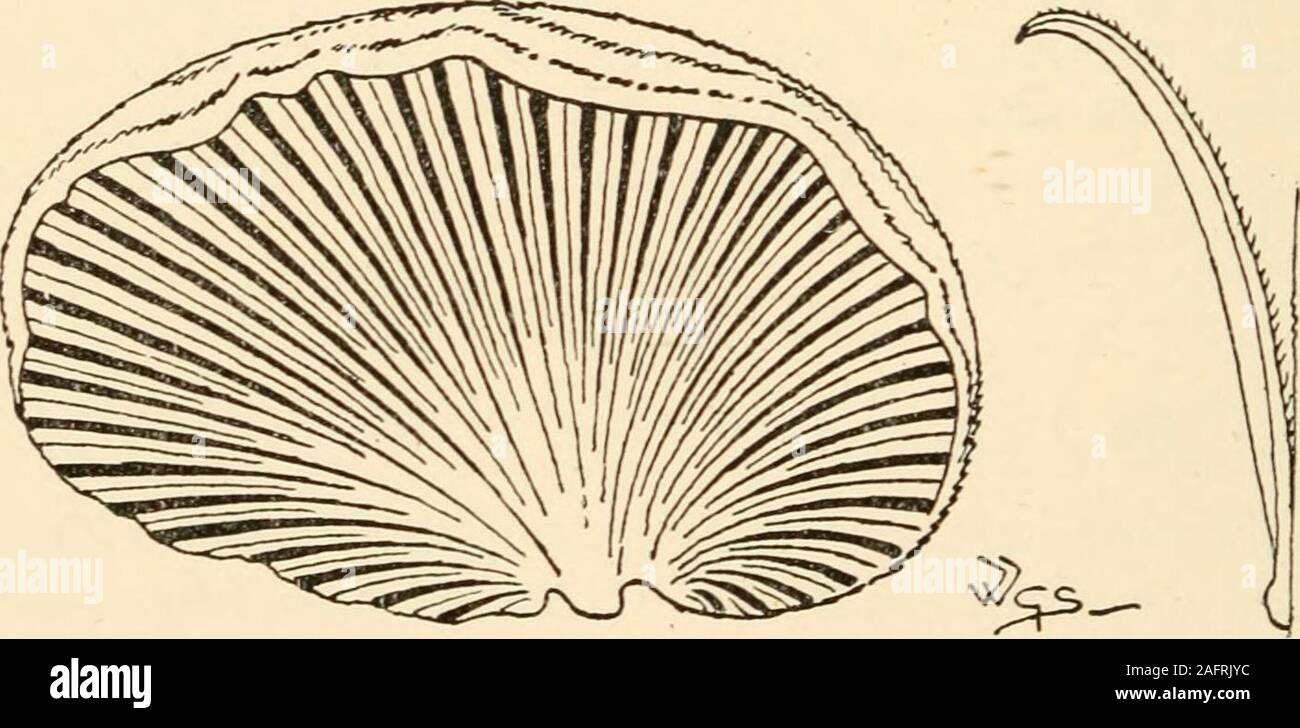 . Synopsis of the British Basidiomycetes ; a descriptive catalogue of the drawings and specimens in the Department of botany, British museum. Fig. 71.—Schizophyllum cojnnnine Fr., entire and in section.Natural size, a, section across gills. X 10. 1450. S. commune Fr. (from its being common in certain countries; communis, common) a b c. P. arid, at first cup-like, then expanded, reniform or excentric, resupinate, downy, white or umber-white, commonly zoned greyish. St. rudimentary or none. G. splitting, the edges revolute, fuscous-grey to purplish, cinereous or clay-white to tan-salmon. Said to Stock Photo