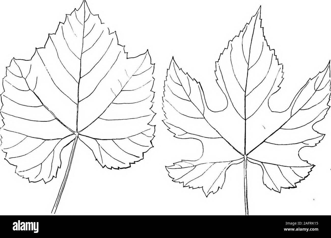 . Lessons with plants. Suggestions for seeing and interpreting some of the common forms of vegetation. Fio. 79.Virginia creeper. occurs in some plants (as in some of the vetches), inwhich the entire foliage is made up of large stipules. 88a. Some of the members in Fig. 63 are probably leaf-like stipules.A leaf which has no petiole is said to be sessile (». e., sittingJ, aterm applied to any member which is destitute of a stalk or stem. 89. How shall we define the parts in the leaf of 84 LESSONS WITH PLANTS the Virginia creeper (Fig. 79)? The petiole isplain; but shall we say that there are fiv Stock Photo