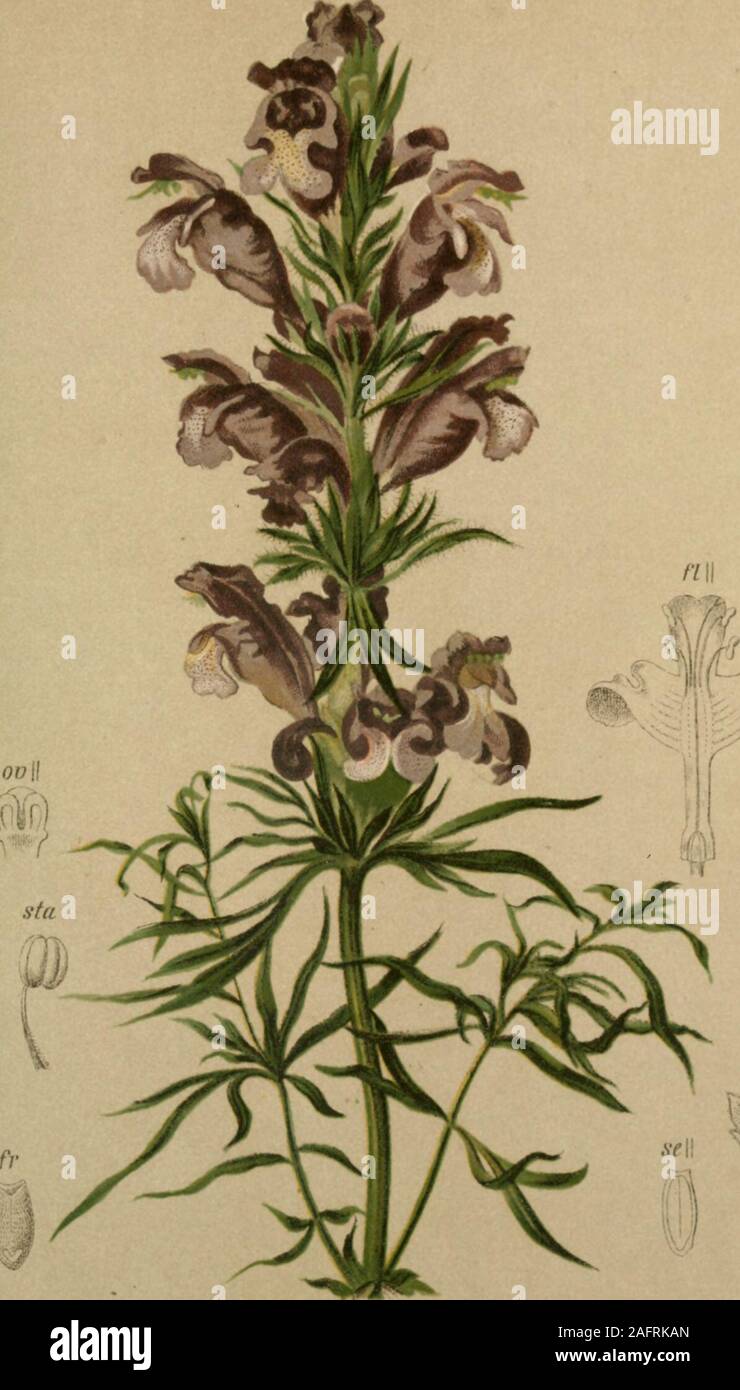 . Atlas der Alpenflora. 1 ? -h Dracocephalum Ruyschianum L. — Ruischs Drachenkopf. Schwell und Tirol, Wiesen, bei 1600 M. Juni, Juli. Stock Photo