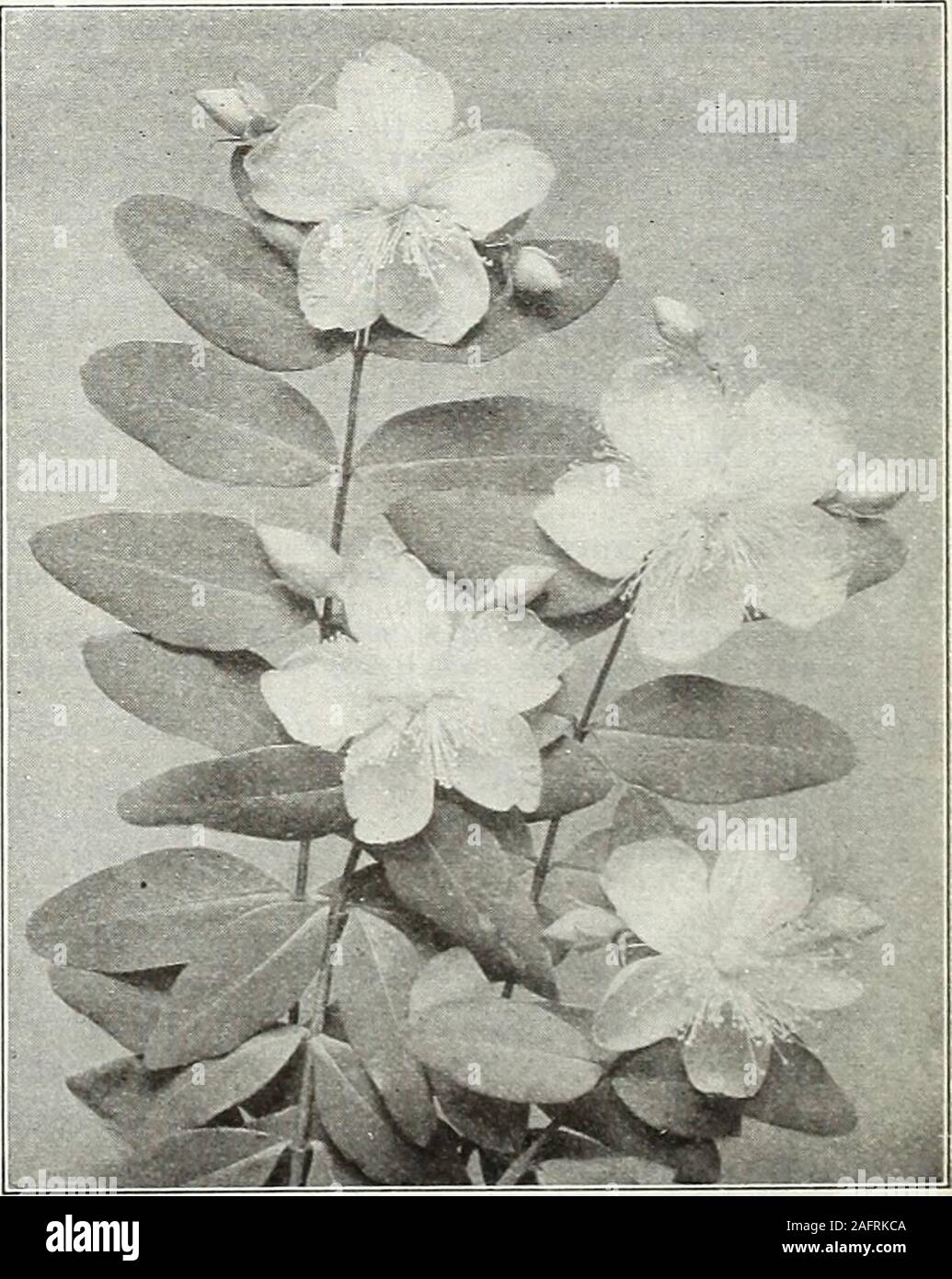. Farquhar's autumn catalogue : 1921. now white blooms75 cts. each arborescens grandiflora alba. of large size; June to August. HYPERICUM patulum var. Henryi. A new hardy St. Johns Wort, grow-ing 21 to 4 ft., with masses of clear yellow flowers produced in great profu-sion during July and August. The leaves are elliptic-ovate, about IJ in.long, and are retained late into the Fall. A very desirable yellow-floweredshrub. 75 cts. each 7. 50 ILEX verticillata. during Winter. (Winterberry.)75 cts. each Beautiful orange-red berries which remain Oil 5.00 LIGUSTRUM ibota. (Chinese Privet.) A very hard Stock Photo