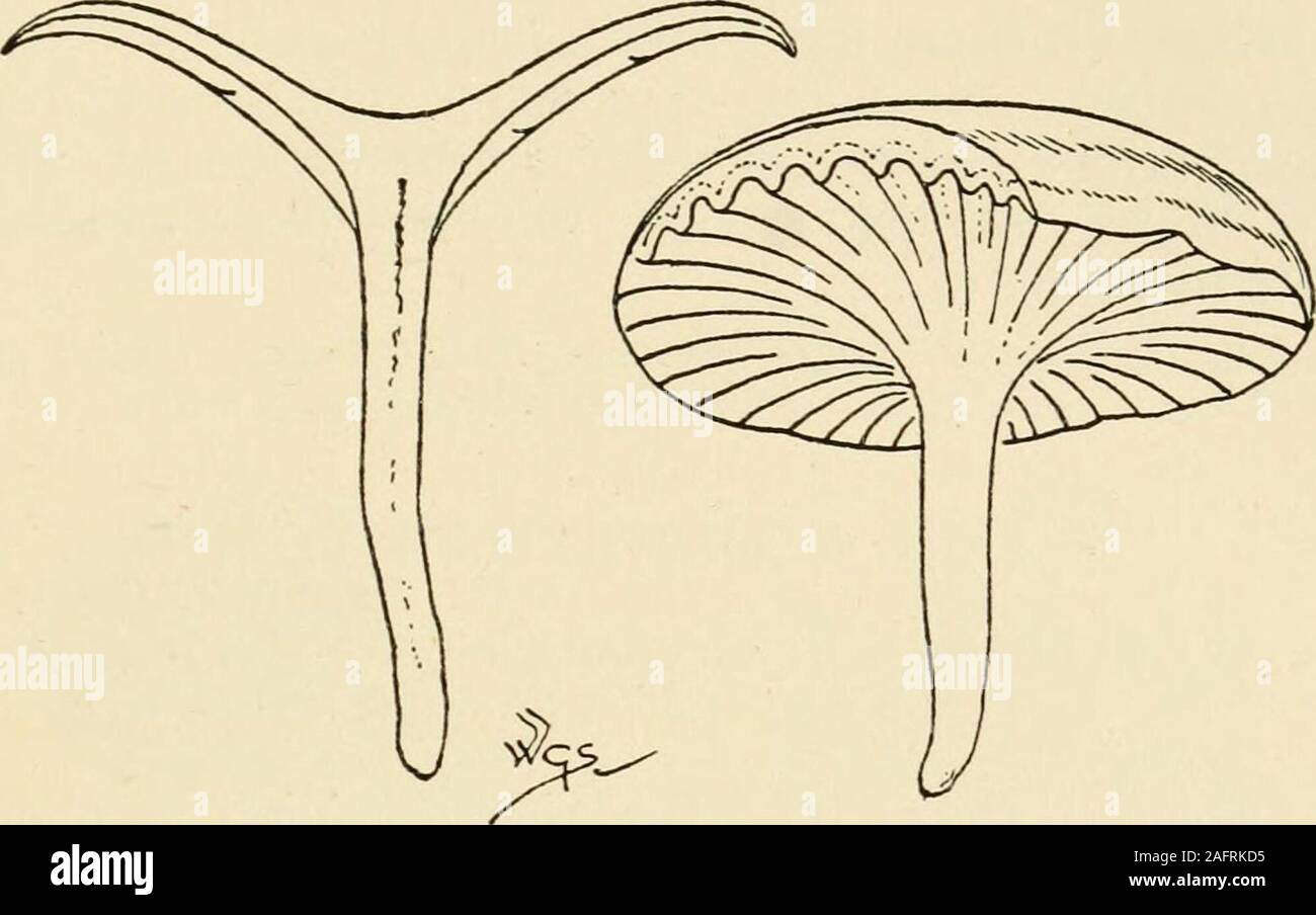 . Synopsis of the British Basidiomycetes ; a descriptive catalogue of the drawings and specimens in the Department of botany, British museum. Often in imbricate tufts.P. f-Tj in. in diam. 1446. P. patellaris Fr. (from the shape, like a small dish, patella) a.P. sessile, resupinate, coriaceous, at first viscid, umber or dark sepia to buff; marg. white. St. obsolete or rudimentary.G. concurrent to a subcentral point, arid, yellowish to some-what pale cinnamon.Branches, cherry, beech. Mar. f in. in diam. 1447. P. Stevensonii B. & Br. (after the Rev. John Stevenson). P. spathulate, olivaceous ligh Stock Photo