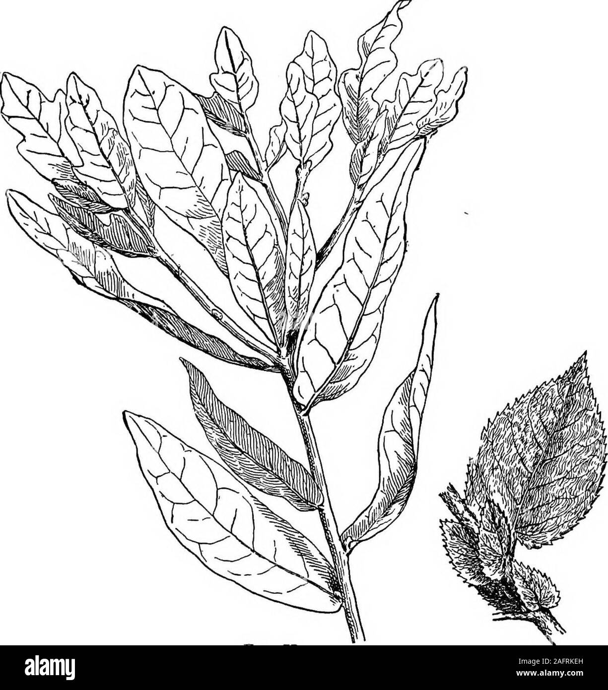 . Lessons with plants. Suggestions for seeing and interpreting some of the common forms of vegetation. Fig. 75.Honeysuckle. Fig. 7C.Black walnut. scales; therefore, the scales must represent trans-formed petioles, not transformed blades. If theenlarged and green bud-scales of the Norway maple G 82 LUSSOIfS WITS PLANTS (Fig. 50) are petioles, we have an example ofleaf-stalks which perform functions of leaf-blades.. Fio. 77.Various leaves of live oalc. Fio. 78.Leaf of a. willow. 88. The leaf of a willow is shown in Fig. 78The stipules are so leaf-like as to indicate that they THS PARTS OF LEA FJ Stock Photo