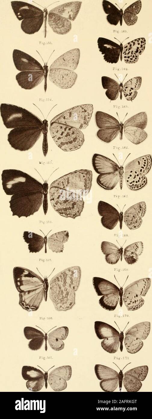 . The butterflies of India, Burmah and Ceylon. A descriptive handbook of all the known species of rhopalocerous Lepidoptera inhabiting that region, with notices of allied species occurring in the neighbouring countries along the border; with numerous illustrations. Fig.144. Fig. 149,- Fig,154, EXPLANATION OF PLATE XXY. 0 Past. Fig. 140. Zephyrus dohertyi,A^^c€^,Vi2Lt 307 „ 141. „ „ „ female 307 „ 142. Acesina abenans, „ male 281 „ 143. „ „ „ female 281 „ 144. Zarona jasoda, „ male 34 „ 145. ApJuicsus rukma, ,, male 365 „ 146. „ sani „ female 367 „ 147. „ rukmini ,, male 368 „ 148. Horag Stock Photo