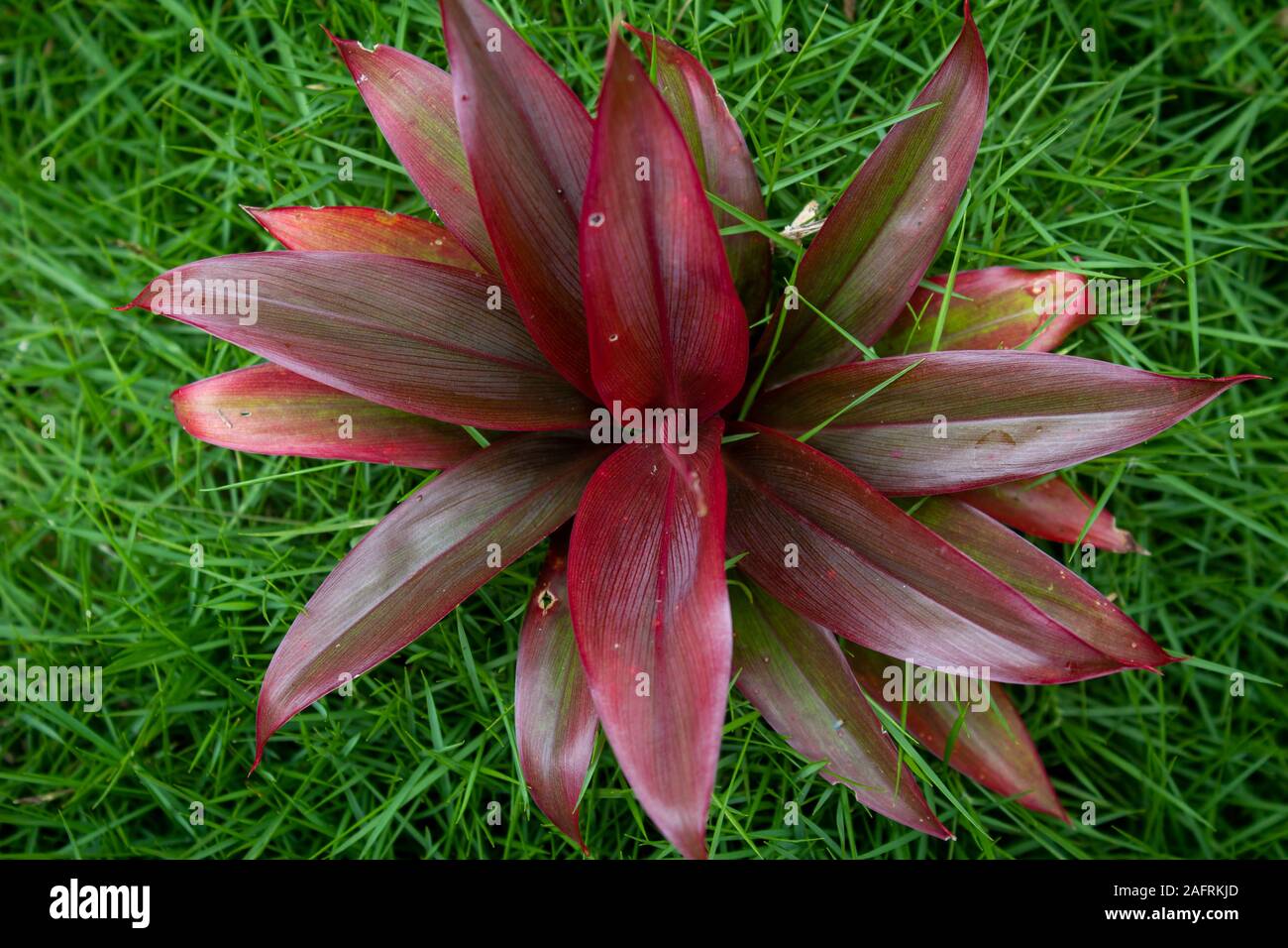 Beautiful red flower in green grass background Stock Photo - Alamy