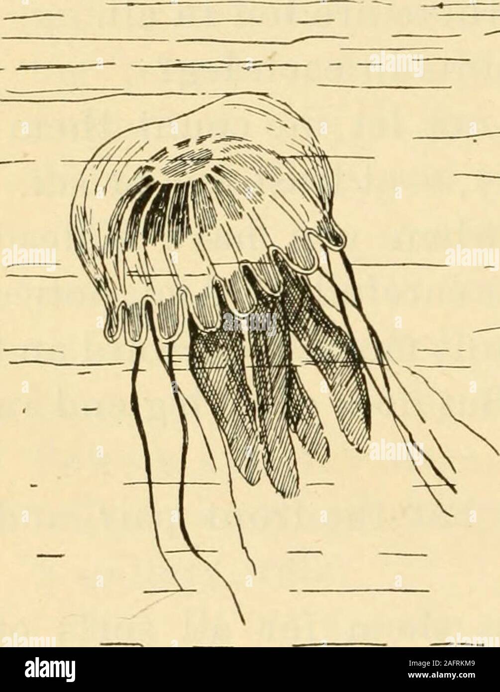 Shells And Sea Life Hell Stalksand All He Also Has A Lively Pair Of Feelers Closebeside His Eyes His Mouth Is Very Funny For He 132 Western Series Of Readers Has Quite