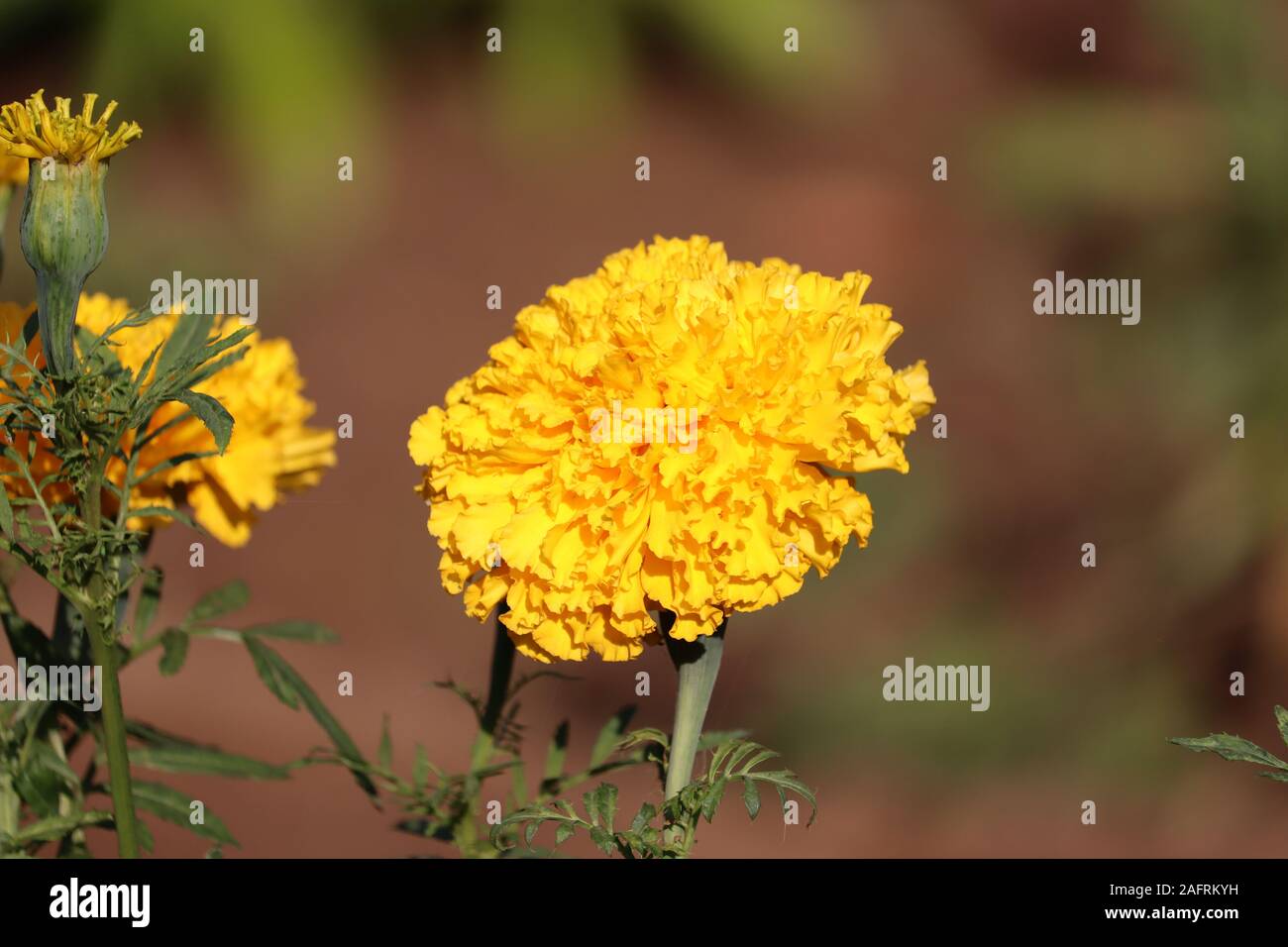 beautiful close up yellow meridold flower.Pretty yellow merigold flower ...