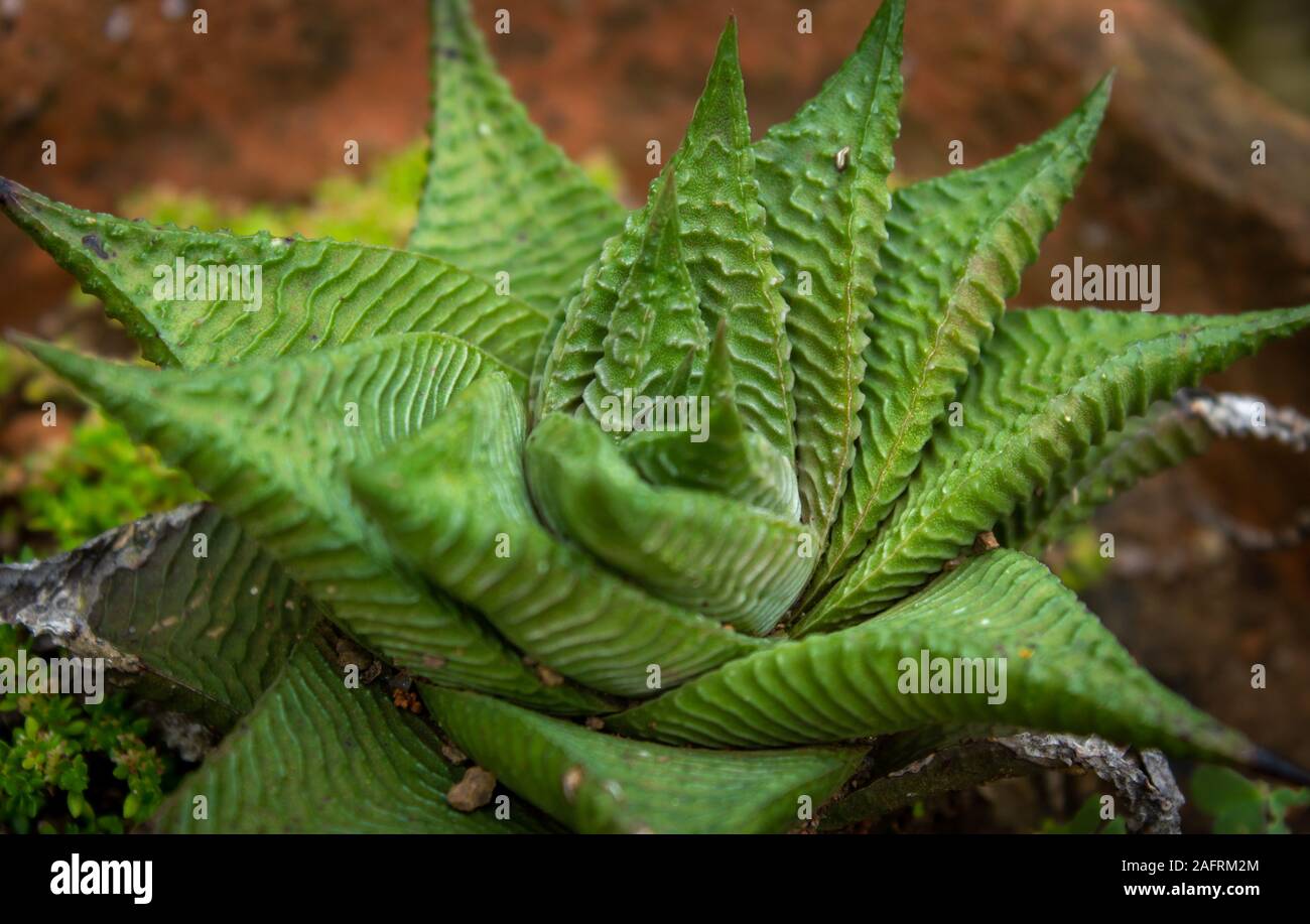 View of Astroloba tenax which is a succulent plant Stock Photo