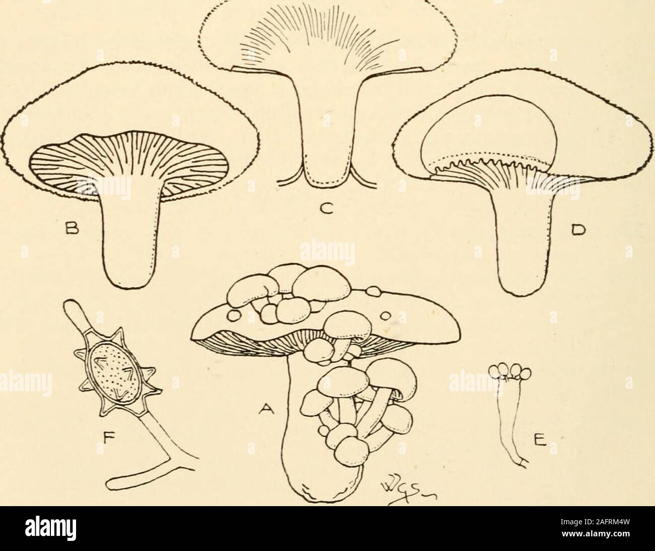 . Synopsis of the British Basidiomycetes ; a descriptive catalogue of the drawings and specimens in the Department of botany, British museum. ^ X /, ii in. 298 AGARICACE/E Cantharelhis c. ResupinatcE. 1387. C. retirugus Pers. (from the reticulate gills; rete, a net, ruga, a wrinkle) a b c. P. sessile, inferior, membranous, irregular, repando-lobed, cinereous-fuliginous, or pale fuliginous over biscuit G. superior, radiating from a central or lateral point, whitish-fuliginous or paler than P. On sticks and mosses in bogs, Hypnum; uncommon. April-May.P. f in. in diam. Sometimes wholly salmon or Stock Photo