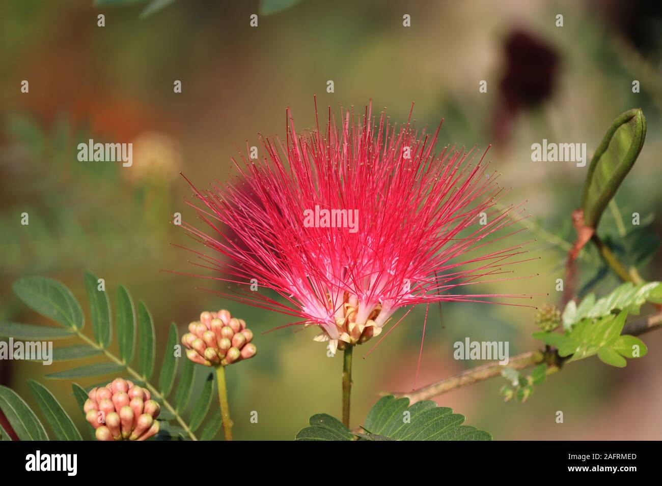 Mimosa tree blossom or powderpuff bloom , Calliandra Surinamensis ...