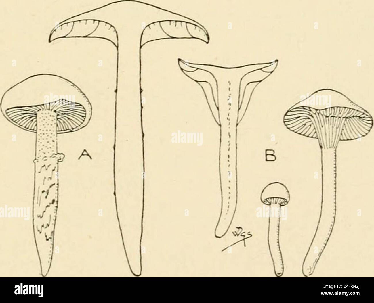 . Synopsis of the British Basidiomycetes ; a descriptive catalogue of the drawings and specimens in the Department of botany, British museum. llow. P. conchato - dimidiate, imbricate ; marg. subinvolute. St. obsolete. G. decurrent to base, crowded, branched and anastomosing, trama well developed, tan-sienna or somewhat pale yellow-ochre, sometimes studded with drops. Beech, fir, hawthorn, sawdust, in cellars, on wood ; uncommon. July-Nov.Diana. 4 in. P. sometimes whitish-ochre with reddish marg. G. sienna.The resupinate and cup-shaped form is Gomphus pezizoides Pers. 1186. P. Fagi B. & Br. (fr Stock Photo