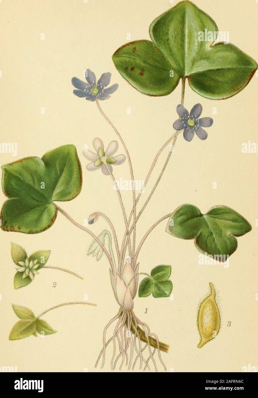 . Billeder af nordens flora. • • MUSEHALE, myosurus minimus l. ..SORTZtLLSTH.A B. ST. BLAA ANEMONE, anemone hepatica. 170 Stock Photo