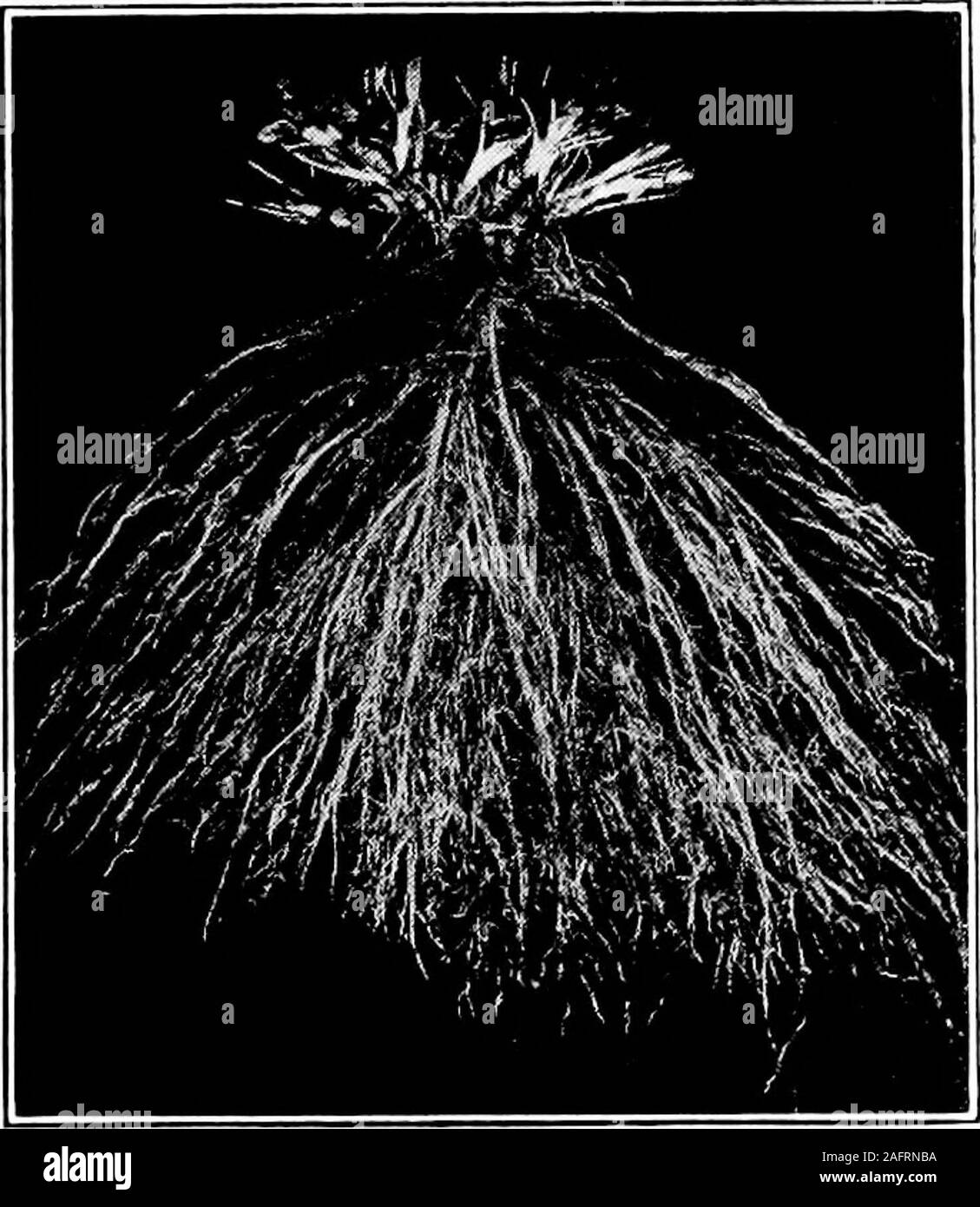 . Western agriculture. roots ismade necessary bytheir search formoisture and possi-ble by the almostuniform textureand structure of thearid soils to consid-erable depth, as in-dicated in the abovetable. This uni- Figure 30.—Root system of alsikc clover plant, show- IOrmlty rendersing immense growth of roots which are so beneficial VI 1 in enrichment of soil by the clover crop. pOSSlDle deeper plowing in the aridregion than in a humid section where the turning up of thesubsoil renders the soil nonproductive. Influence of Moisture Content. The moisture contentof the soil is frequently the limiti Stock Photo