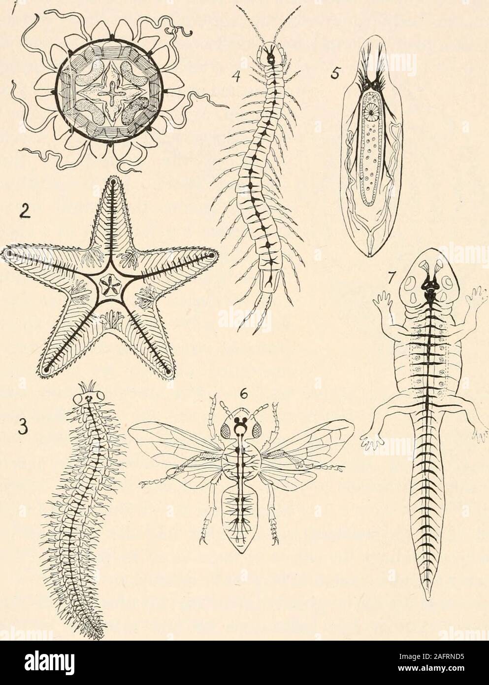The animans and man; an elementary textbook of zoology and human physiology.  68 THE ANIMALS AND MAN. FIG. 26. Diagrams showing fundamental structure of  types of severalanimal phyla: 1, sea-anemone; 2,