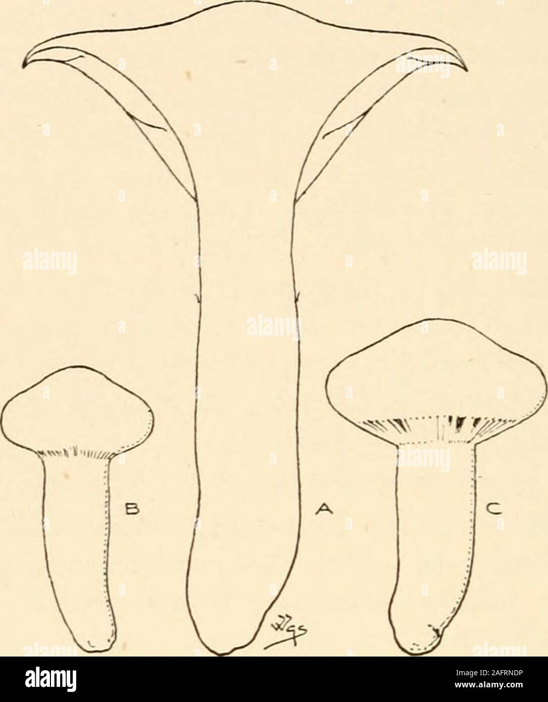 . Synopsis of the British Basidiomycetes ; a descriptive catalogue of the drawings and specimens in the Department of botany, British museum. bdistant, ochreous olive-tan to olive. Gregarious. Odour strong. Woods. Oct. if X 2§ x  in. 1167. C. faseiatus Fr. (from the fibrous-splitting stem, as if in bundles, fascice) a b. P. acutely umbonate, smooth or subsilky, brick colour or umber;mid. sepia. St. fistulose, equal, splitting longitudinally intofibres, pallid to cinnamon-fuscous, or variegated with bands ofwhite, tan and brown. G. adnate, subventricose, thin, distant,cinnamon. Woods, pine, da Stock Photo
