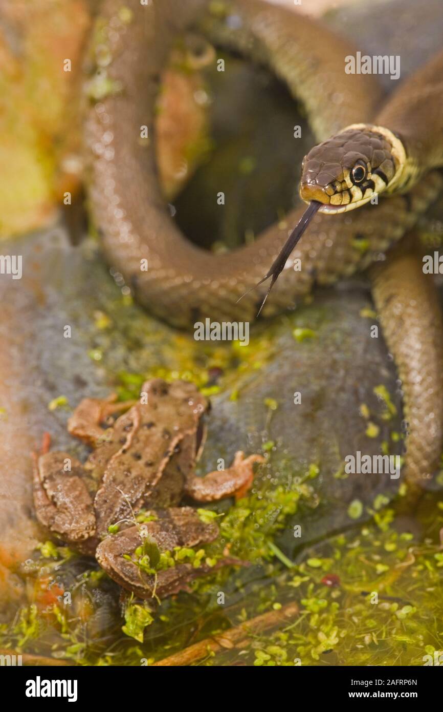 GRASS SNAKE (Natrix natrix). Locating a Frog (Rana temporaria), using the bi-furcated, forked, tongue. Waters edge of a garden pond. Spring. Stock Photo